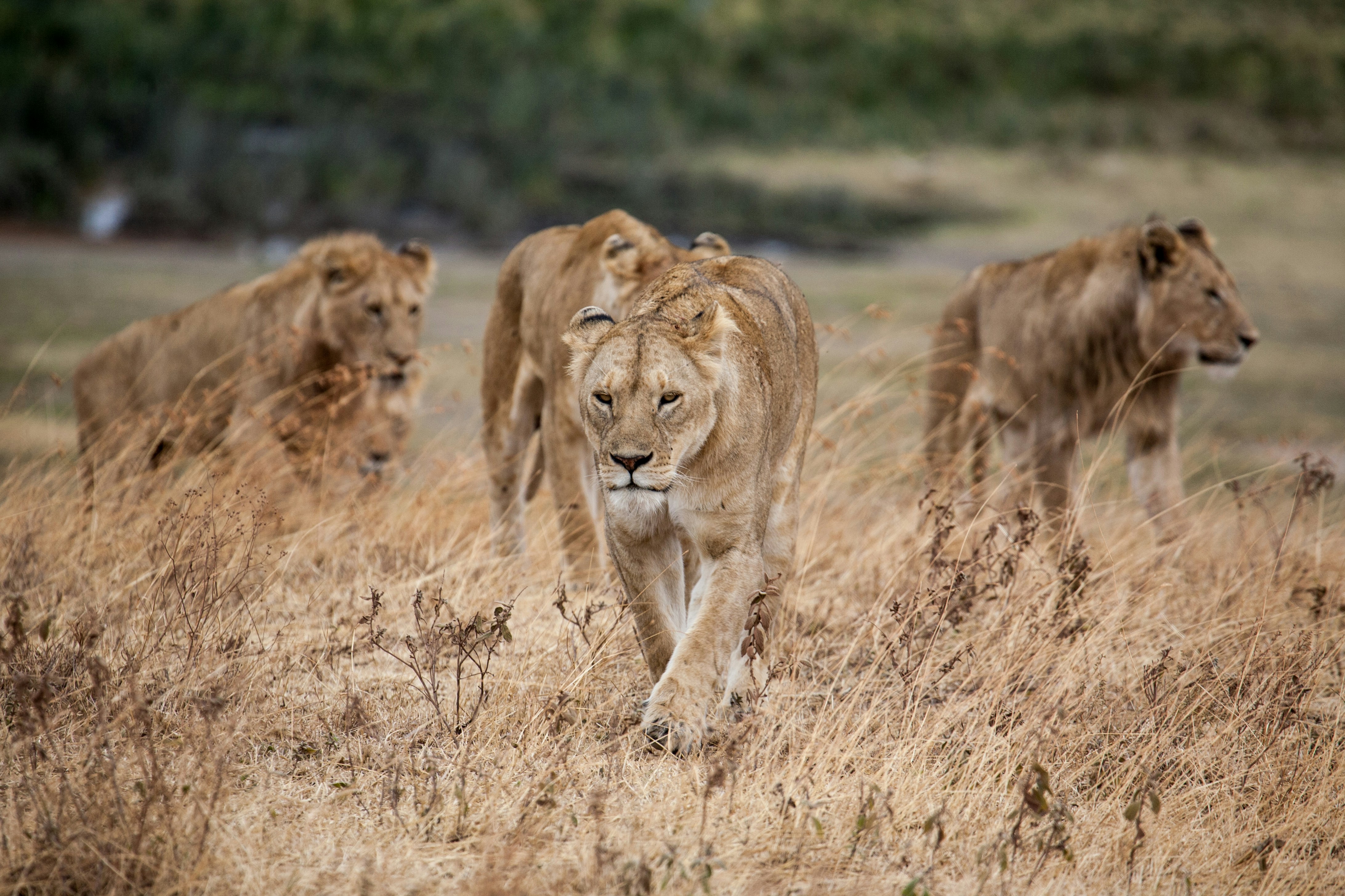 Ngorongoro Crater Safari  - EAST