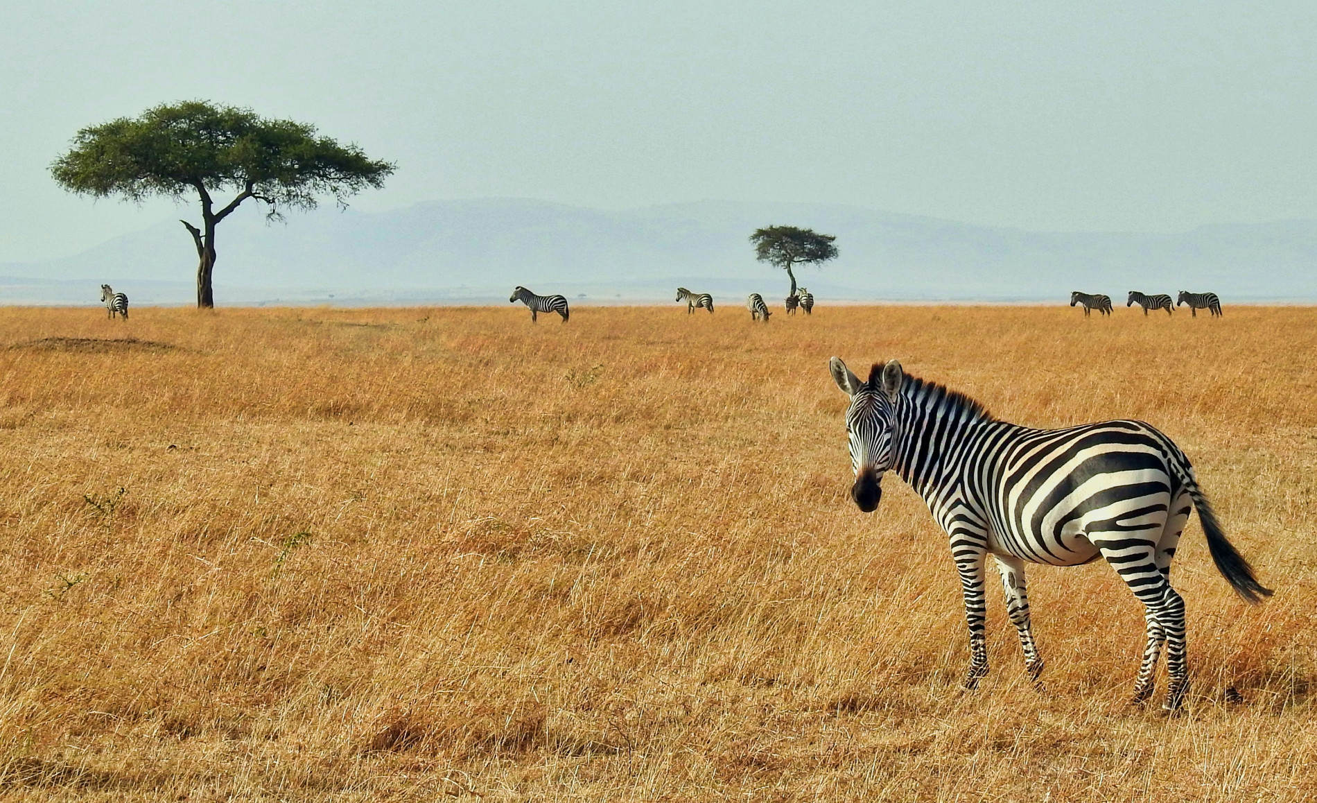 African Safari: Unforgettable Adventures - EAST African Safari: Unforgettable Adventures - EAST