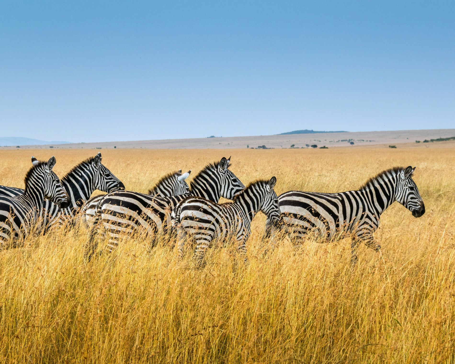 African Safari: Unforgettable Adventures - EAST African Safari: Unforgettable Adventures - EAST