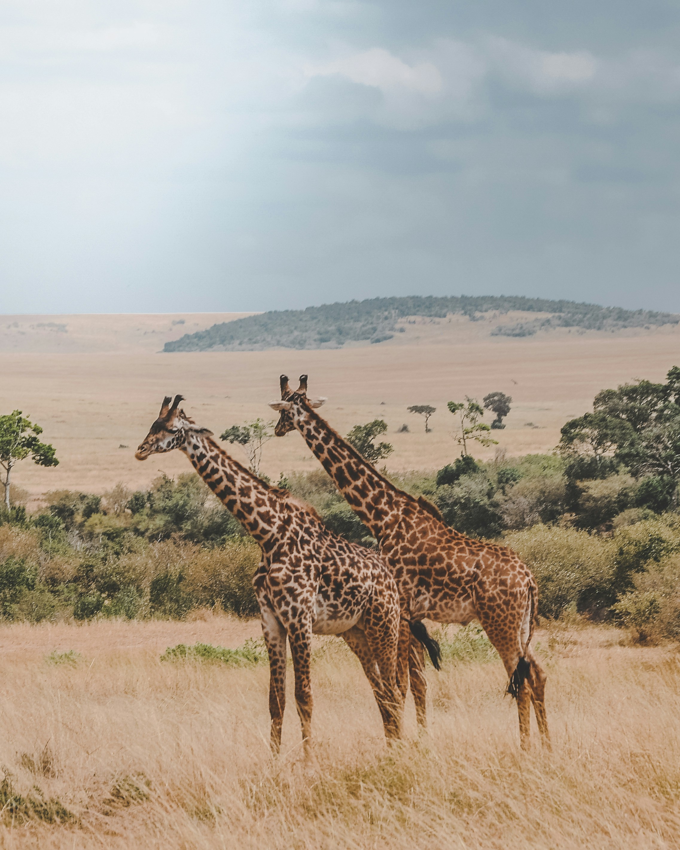 About Us: #1 Epic Tanzania Safari Tours About Us - EAST About Us: #1 Epic Tanzania Safari Tours About Us - EAST