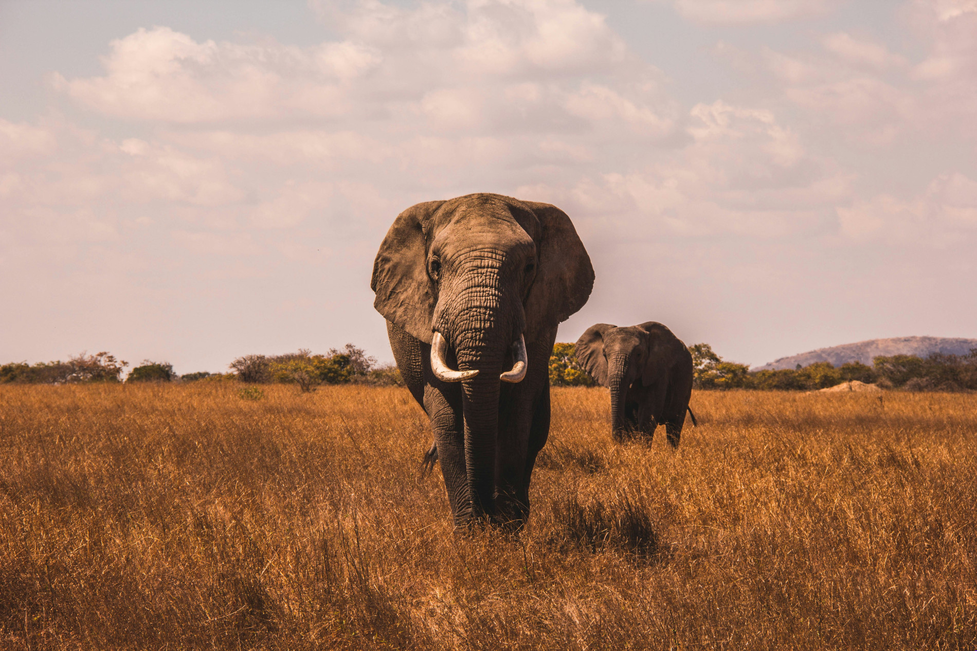 Safaris: Unforgettable 5-Star African Trips - EAST Safaris: Unforgettable 5-Star African Trips - EAST