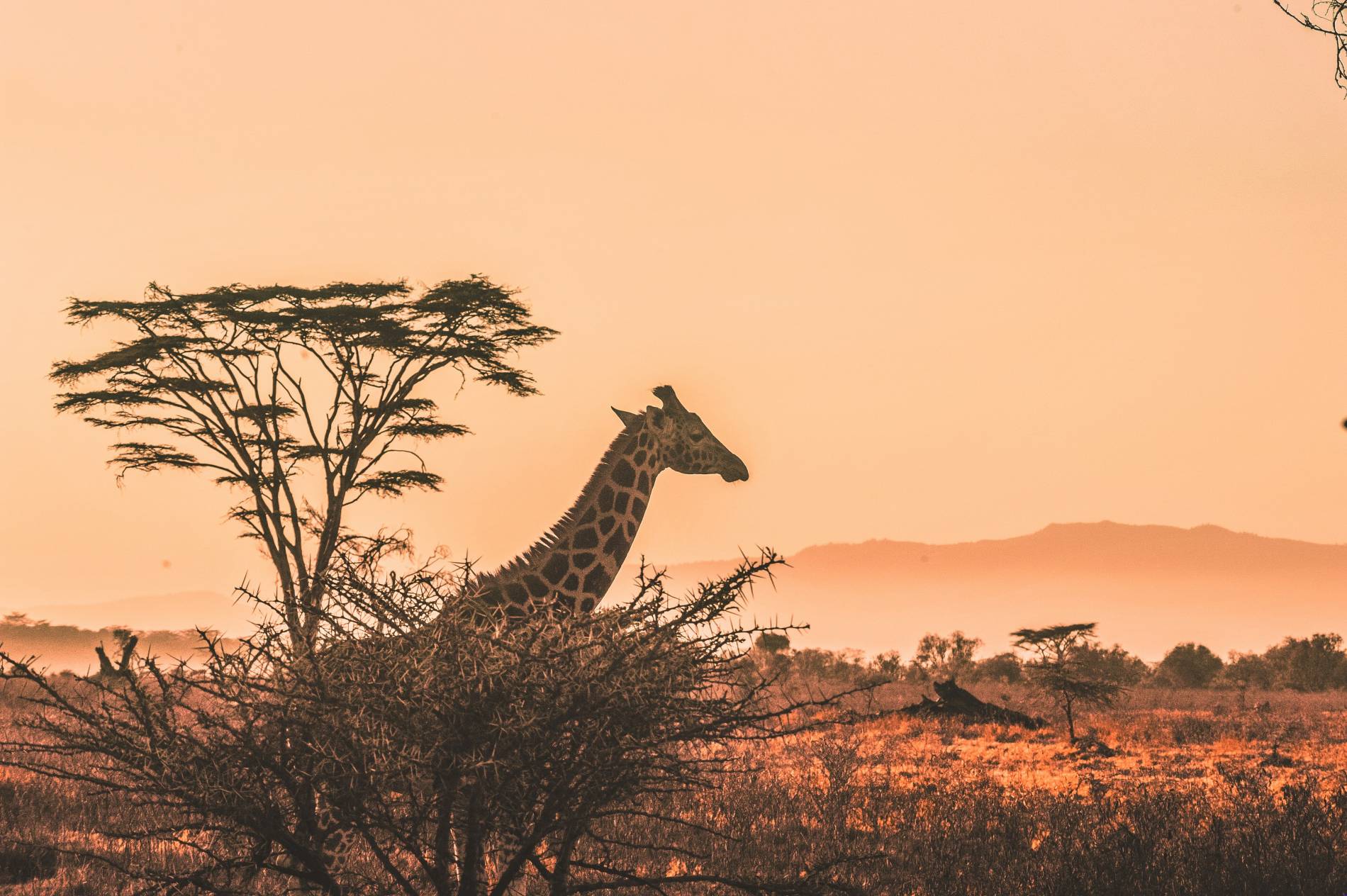 Luxury African Safaris: 5 Exclusive Adventures Luxury African Safaris - EAST