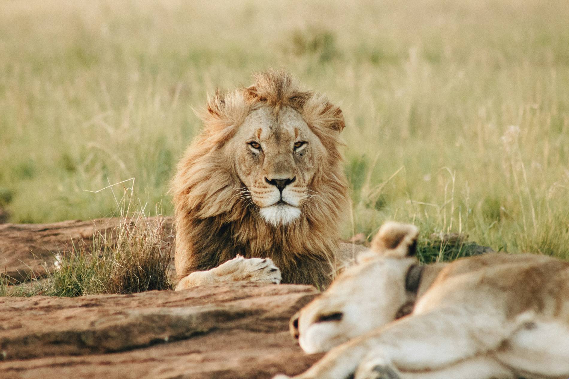 Luxury African Safaris: 5 Exclusive Adventures Luxury African Safaris - EAST