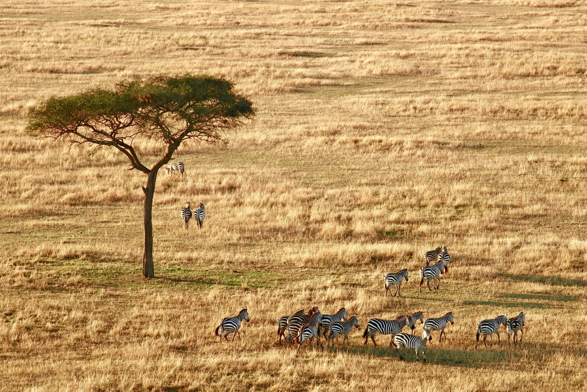 7-Day Tanzania Safari Adventure  - EAST