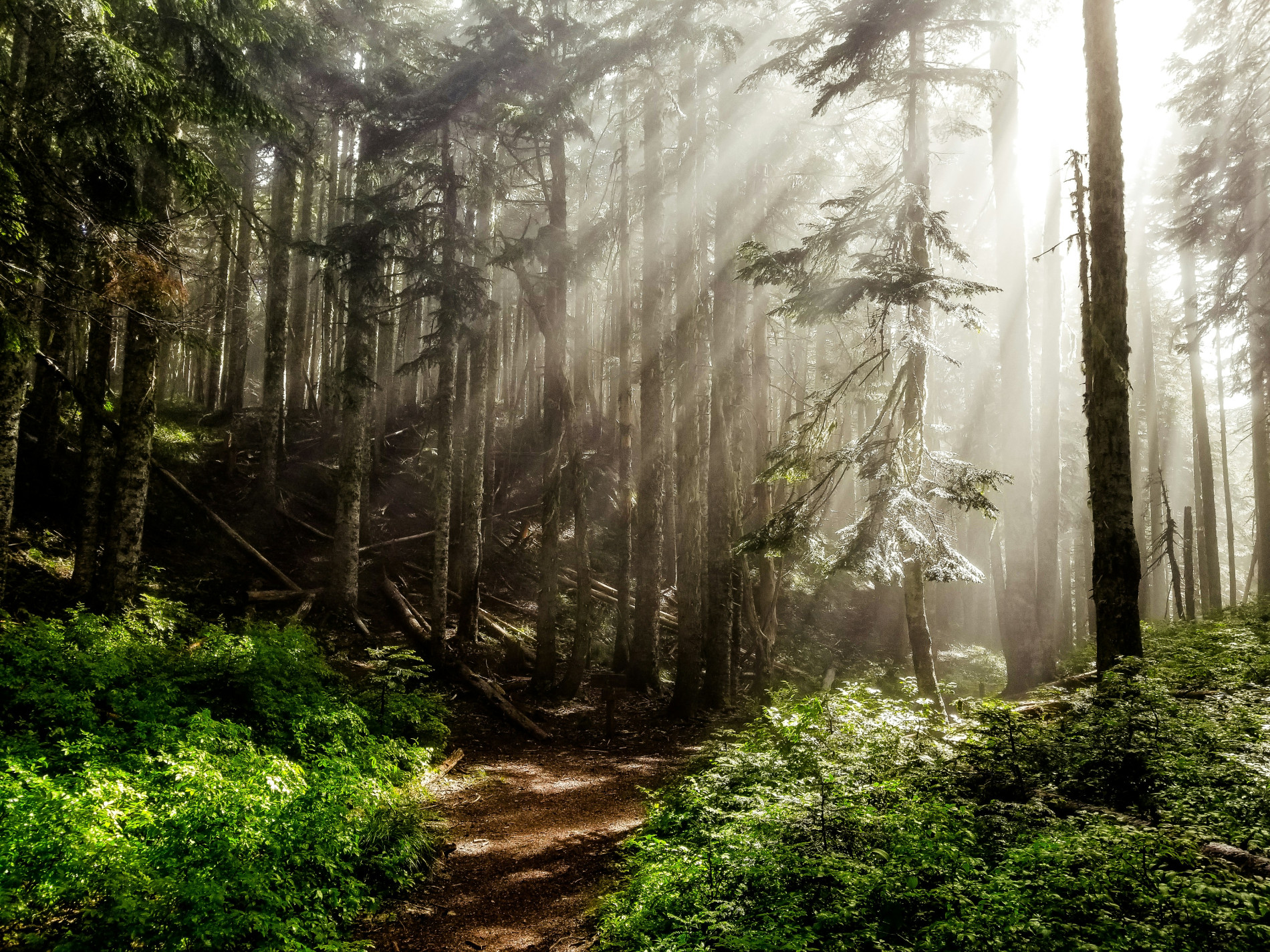 Rau Forest Walk Rau Forest Walk - EAST Rau Forest Walk Rau Forest Walk - EAST