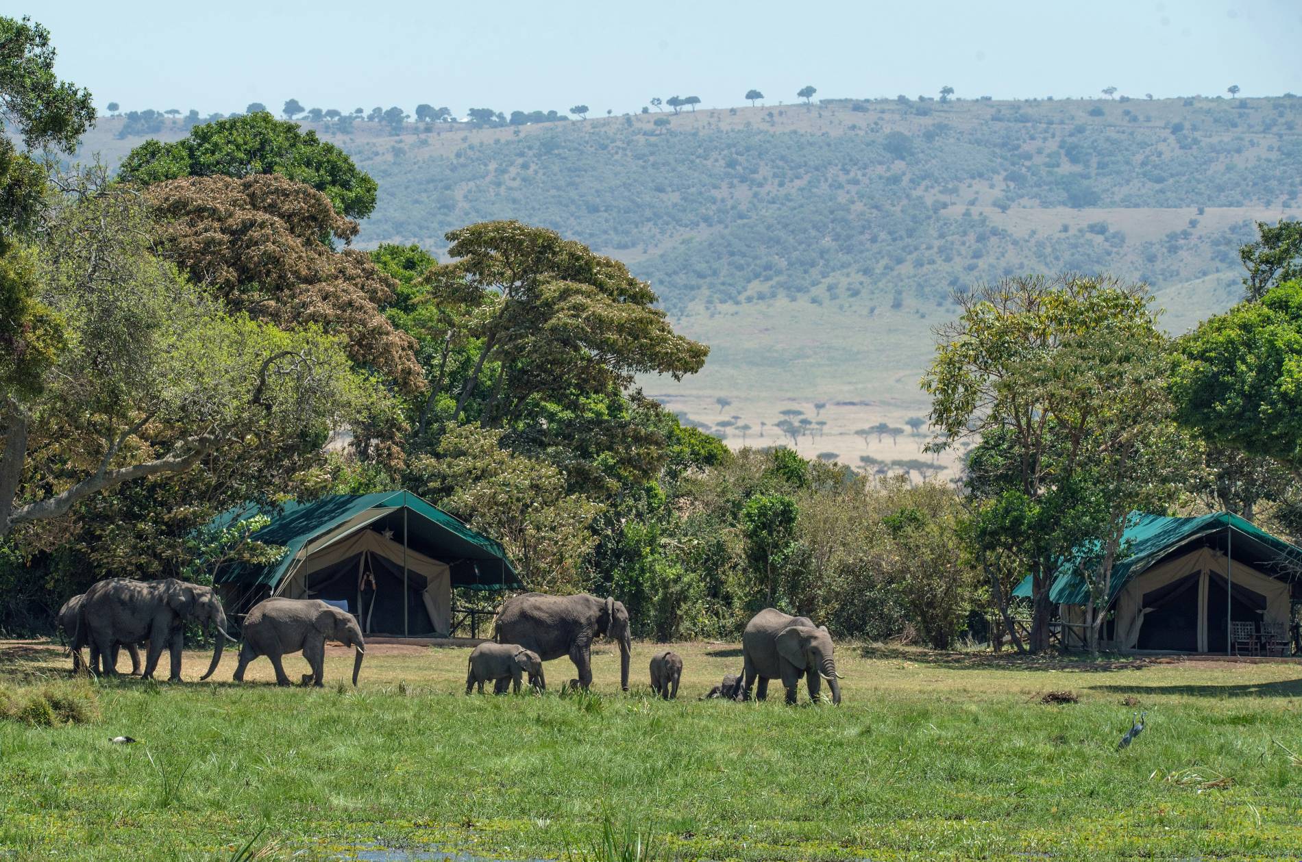 Travel to East Africa: 5 Powerful Safari Tips - EAST Travel to East Africa: 5 Powerful Safari Tips - EAST