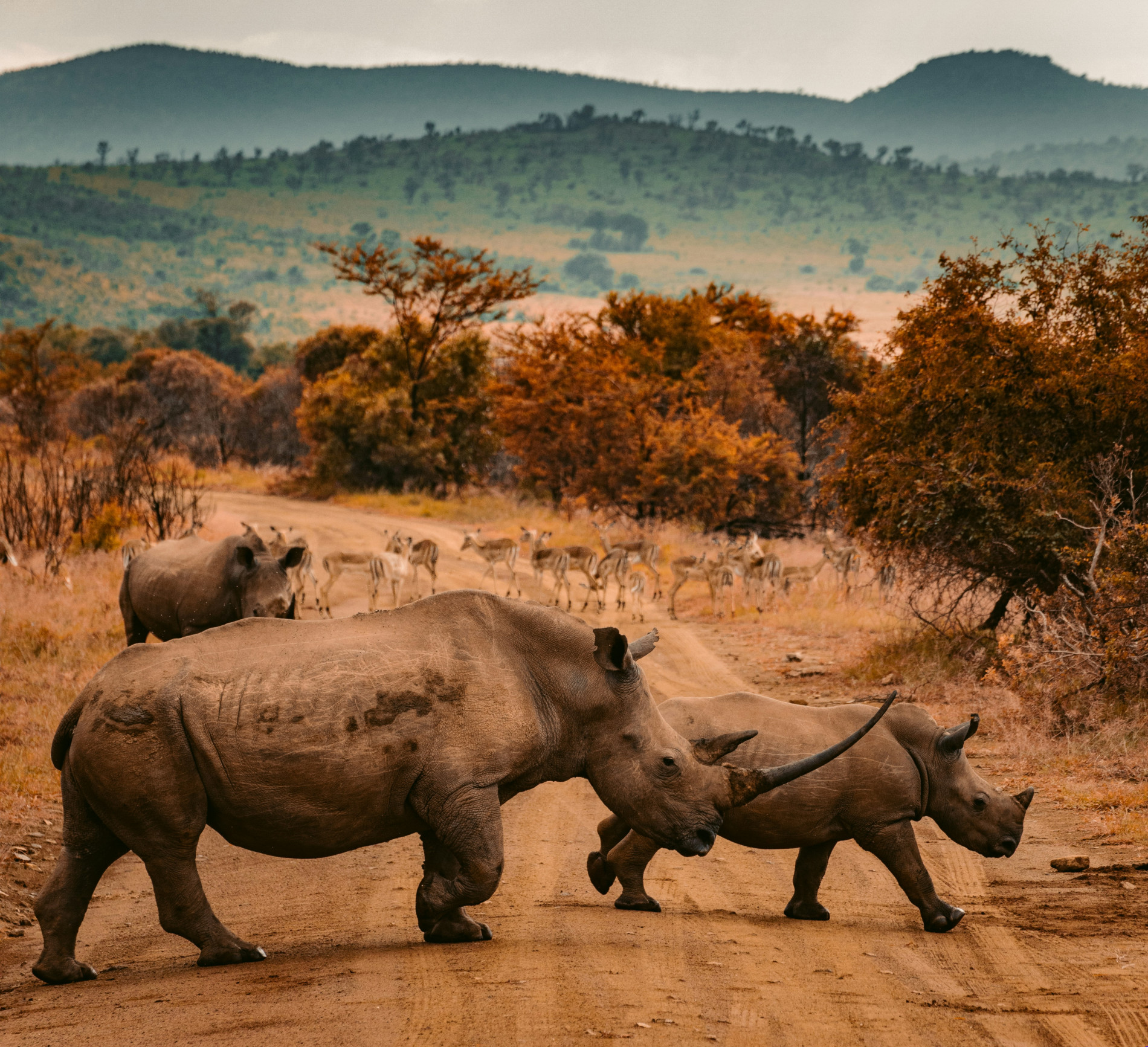 Safaris: Unforgettable 5-Star African Trips - EAST Safaris: Unforgettable 5-Star African Trips - EAST