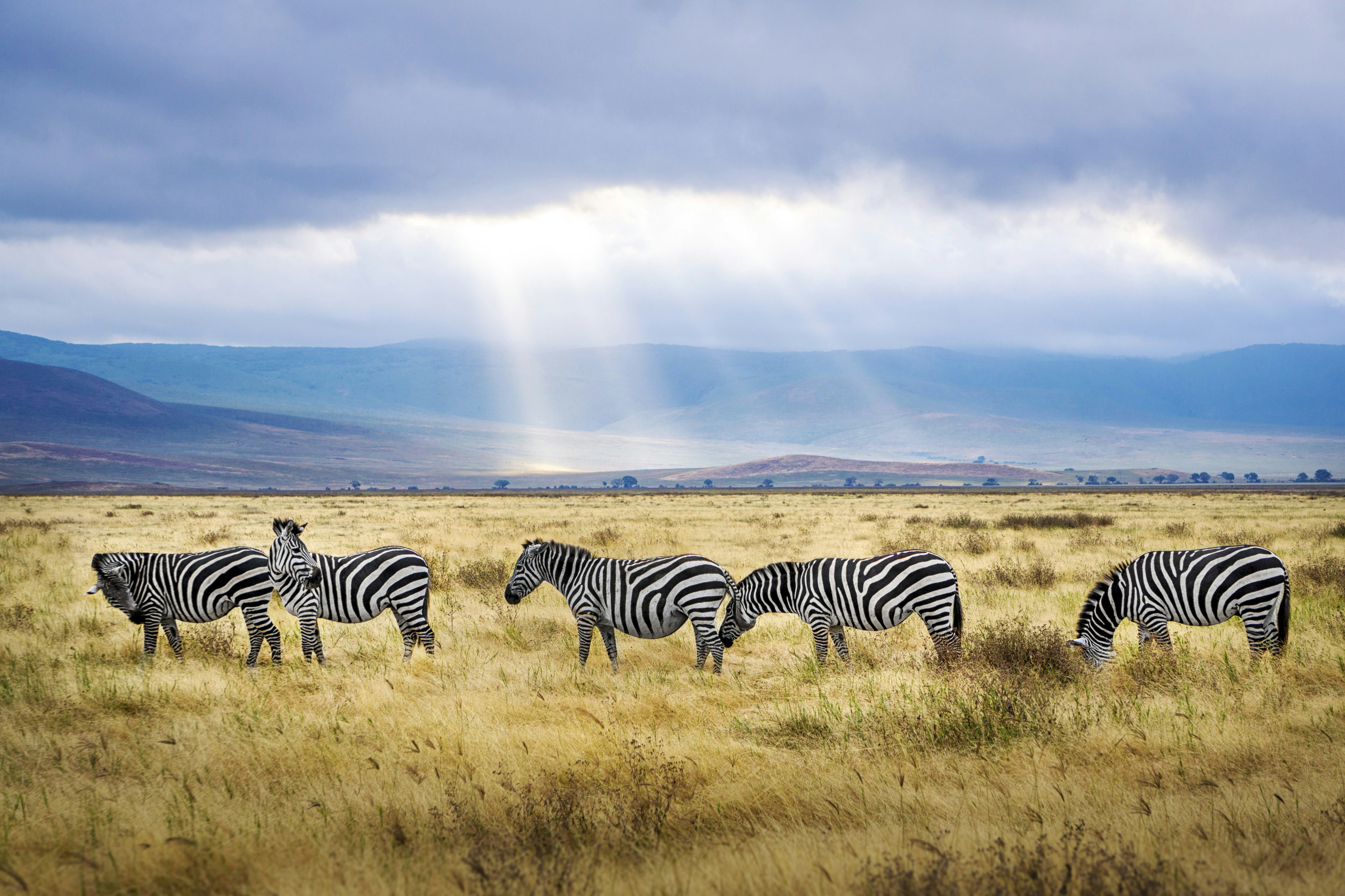 About Us: #1 Epic Tanzania Safari Tours About Us - EAST About Us: #1 Epic Tanzania Safari Tours About Us - EAST