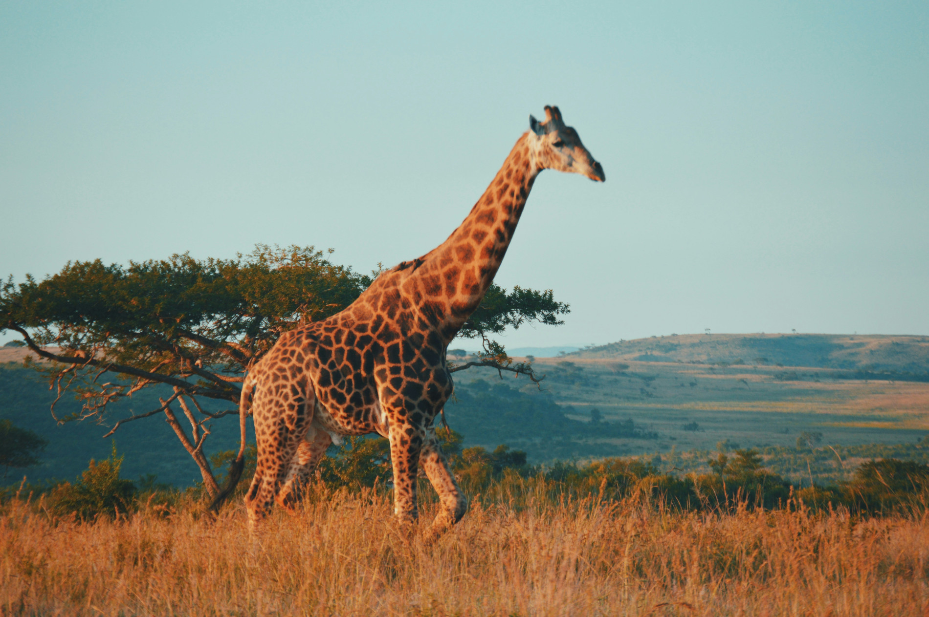 Safari in Africa: 4-Day Epic Adventure  - EAST