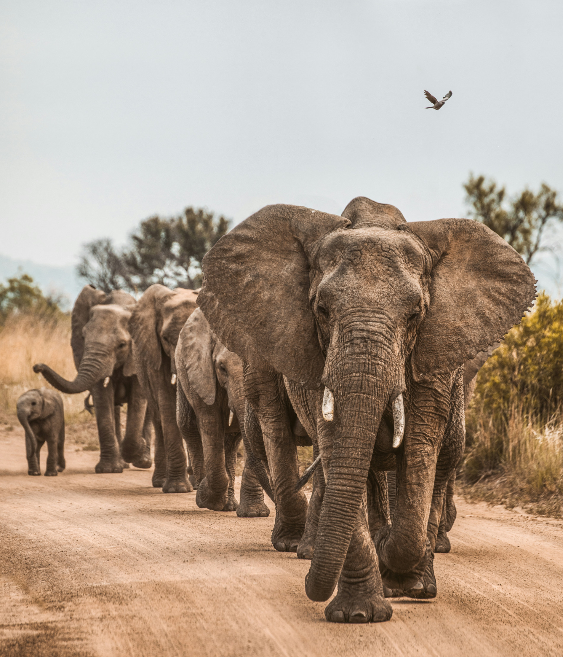 African Safari: Unforgettable Adventures - EAST African Safari: Unforgettable Adventures - EAST
