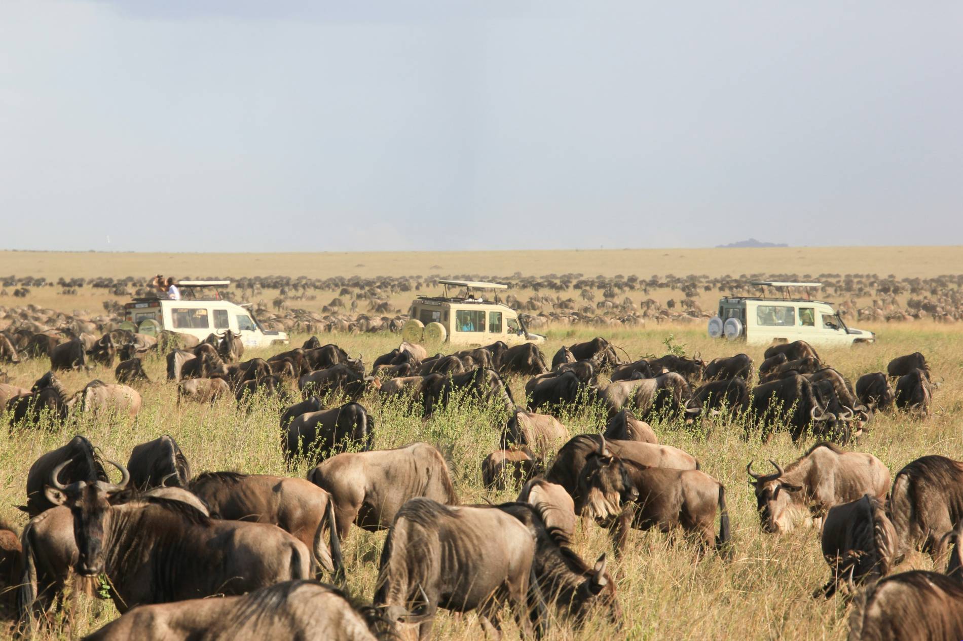 7-Day Tanzania Safari Adventure  - EAST