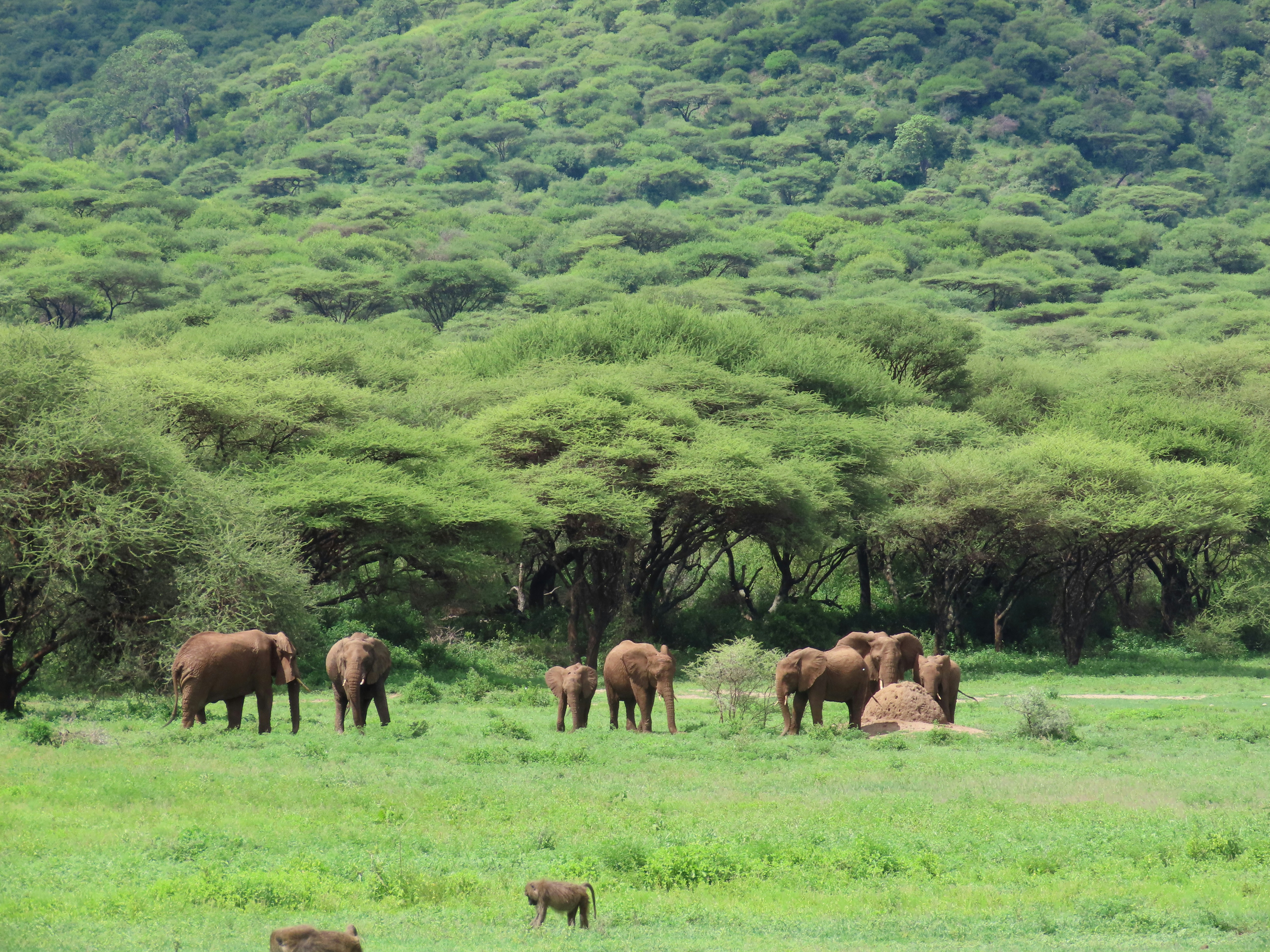 Ngorongoro Crater Safari  - EAST