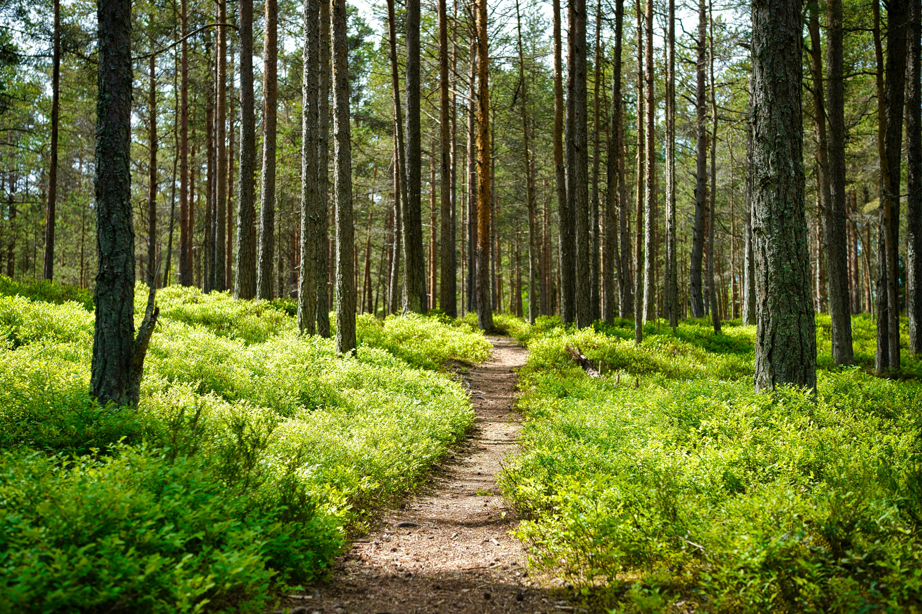 Rau Forest Walk Rau Forest Walk - EAST Rau Forest Walk Rau Forest Walk - EAST
