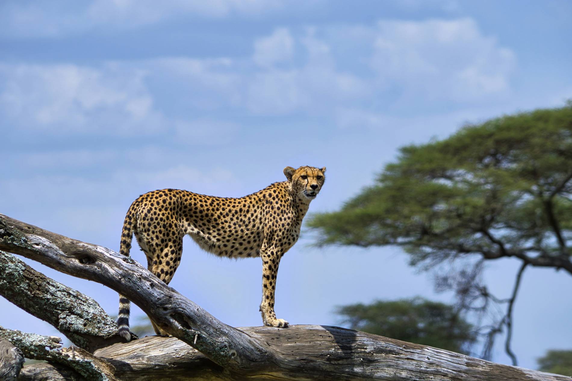 7-Day Tanzania Safari Adventure  - EAST