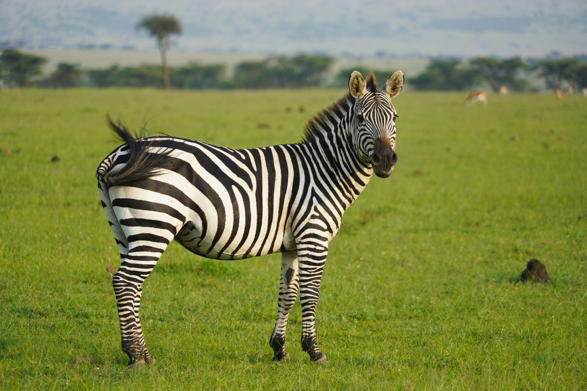 Safaris: Unforgettable 5-Star African Trips - EAST Safaris: Unforgettable 5-Star African Trips - EAST