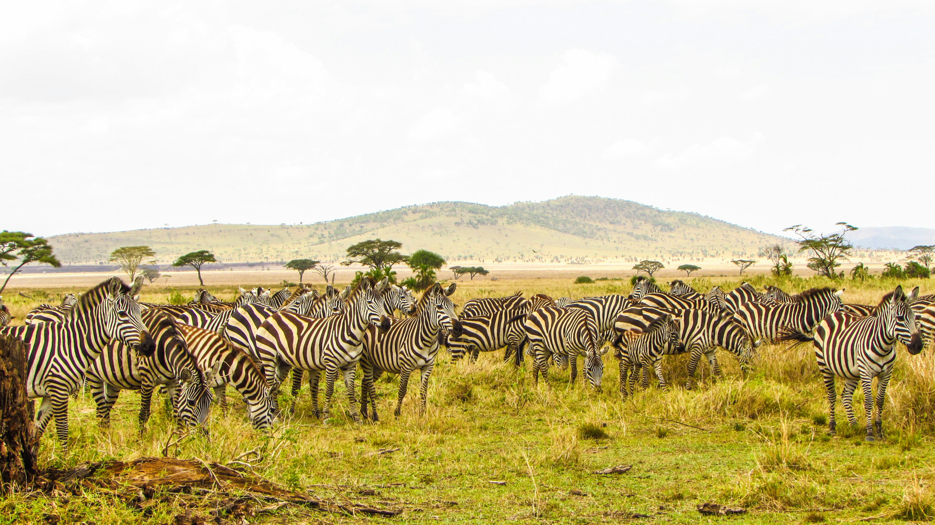 7-Day Tanzania Safari Adventure  - EAST
