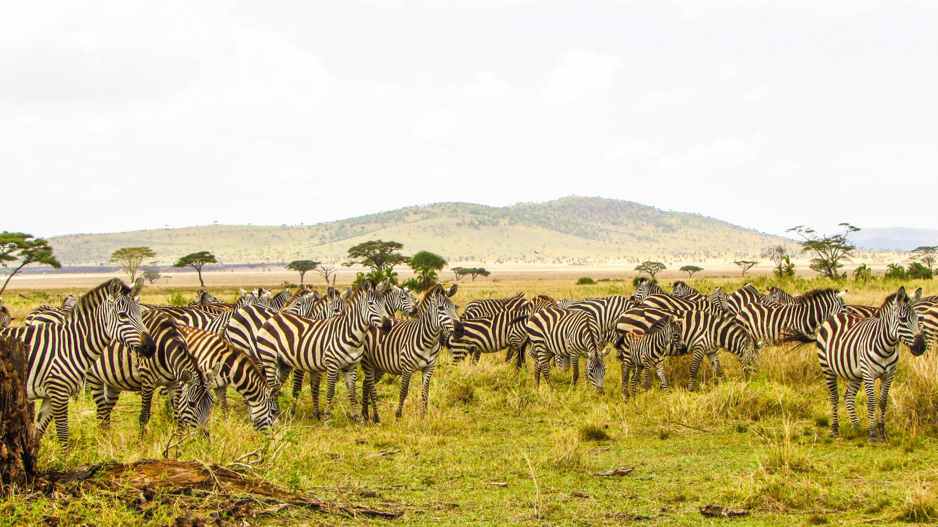 Travel to East Africa: 5 Powerful Safari Tips - EAST Travel to East Africa: 5 Powerful Safari Tips - EAST