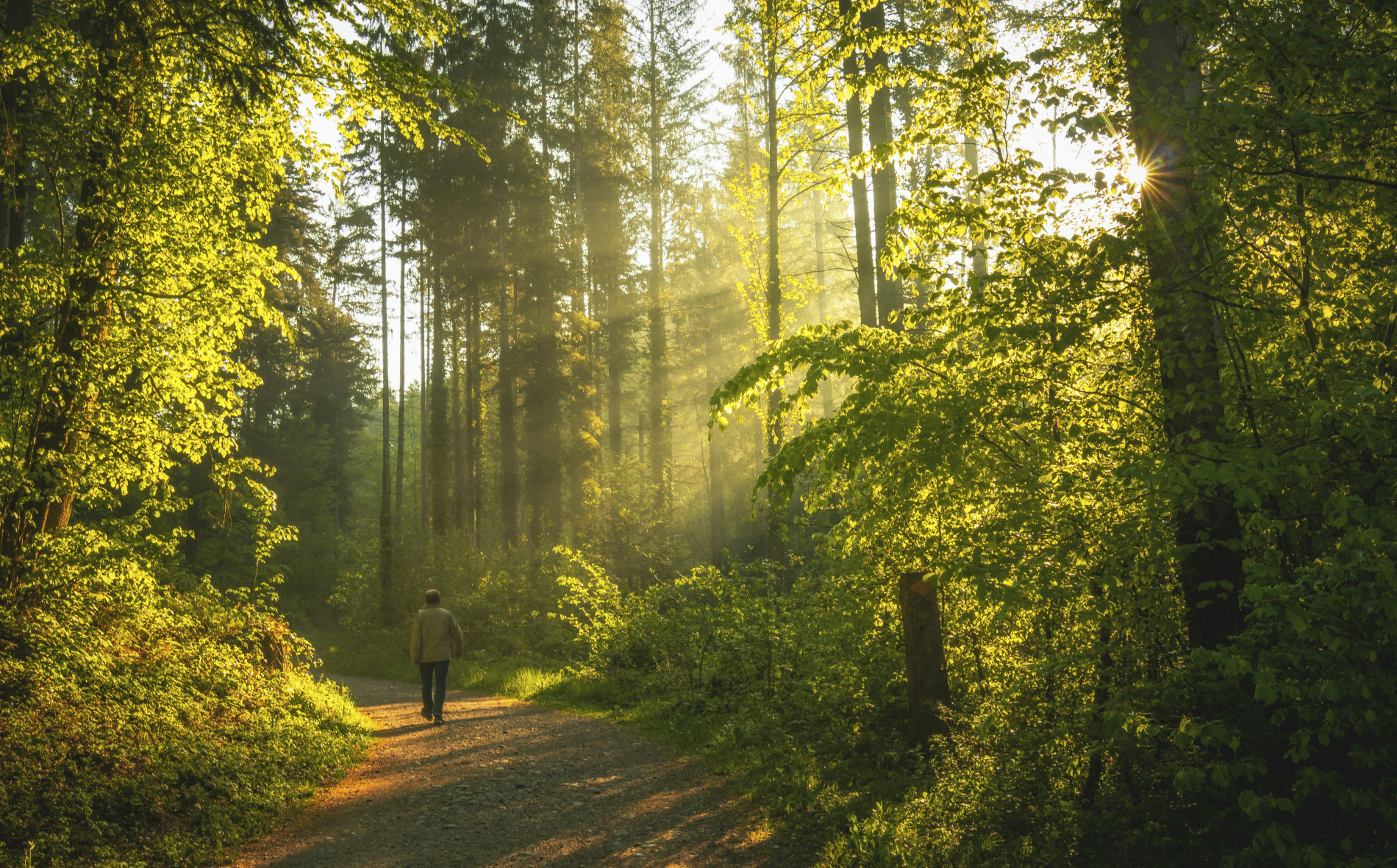 Rau Forest Walk Rau Forest Walk - EAST Rau Forest Walk Rau Forest Walk - EAST