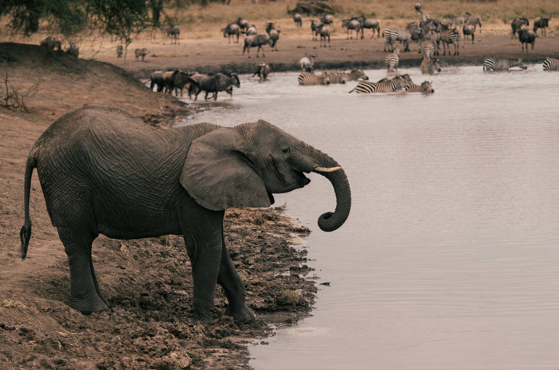 Tarangire Adventure - EAST Tarangire Adventure - EAST