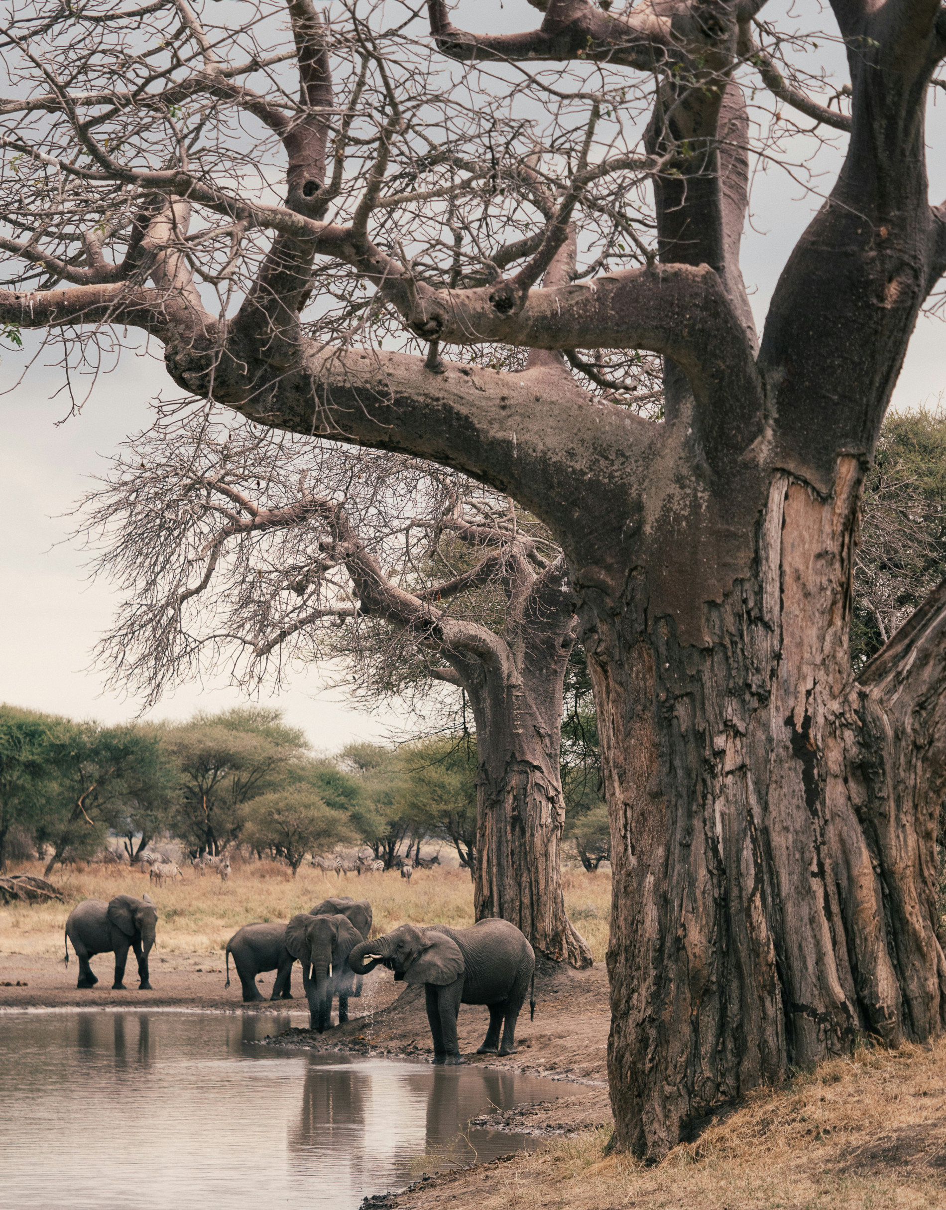 Tarangire Adventure - EAST Tarangire Adventure - EAST