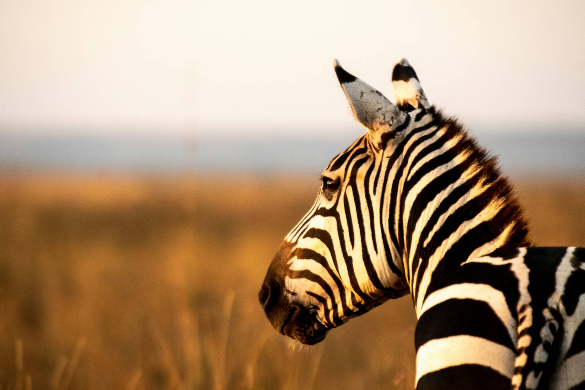 Travel to East Africa: 5 Powerful Safari Tips - EAST Travel to East Africa: 5 Powerful Safari Tips - EAST
