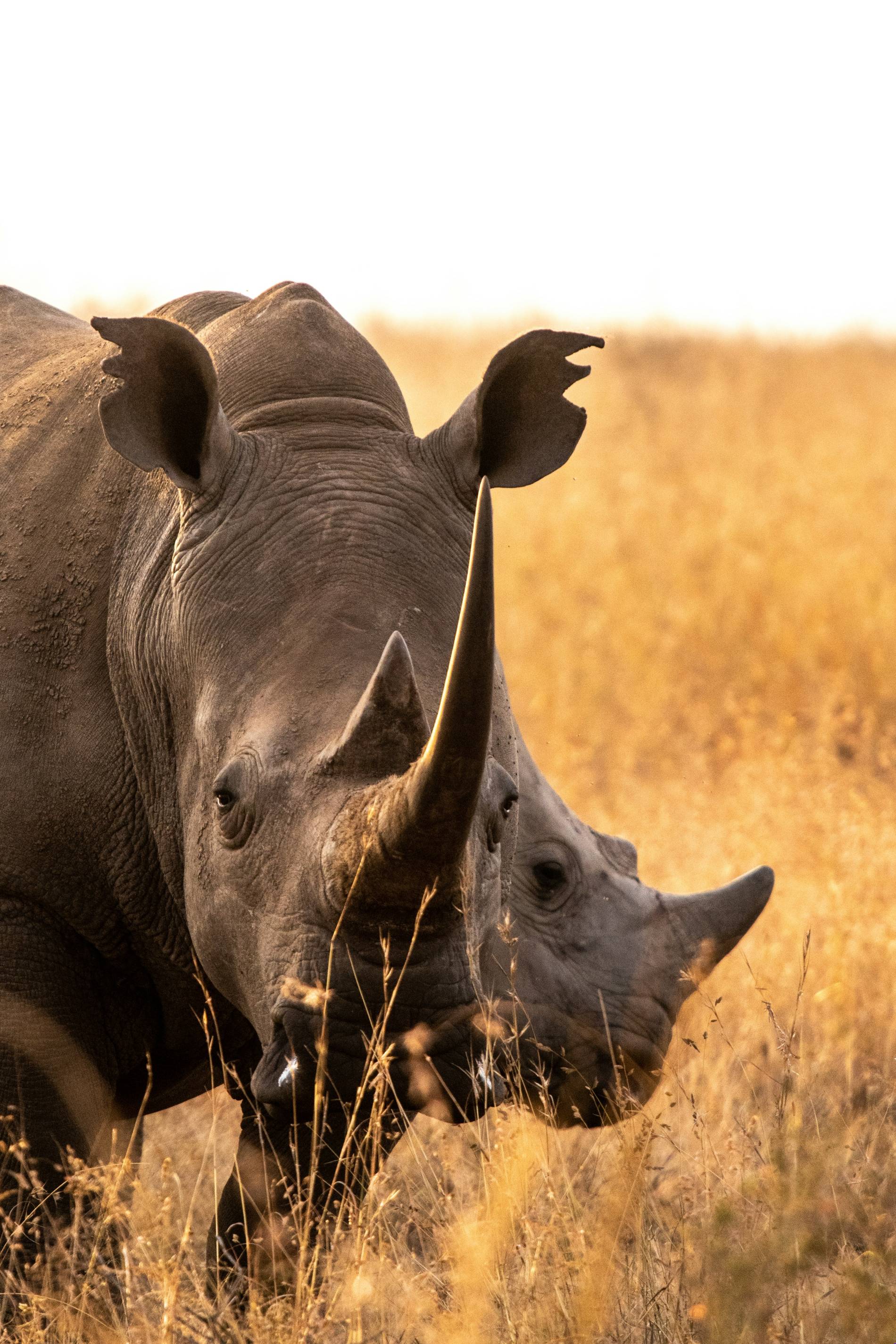 Travel to East Africa: 5 Powerful Safari Tips - EAST Travel to East Africa: 5 Powerful Safari Tips - EAST