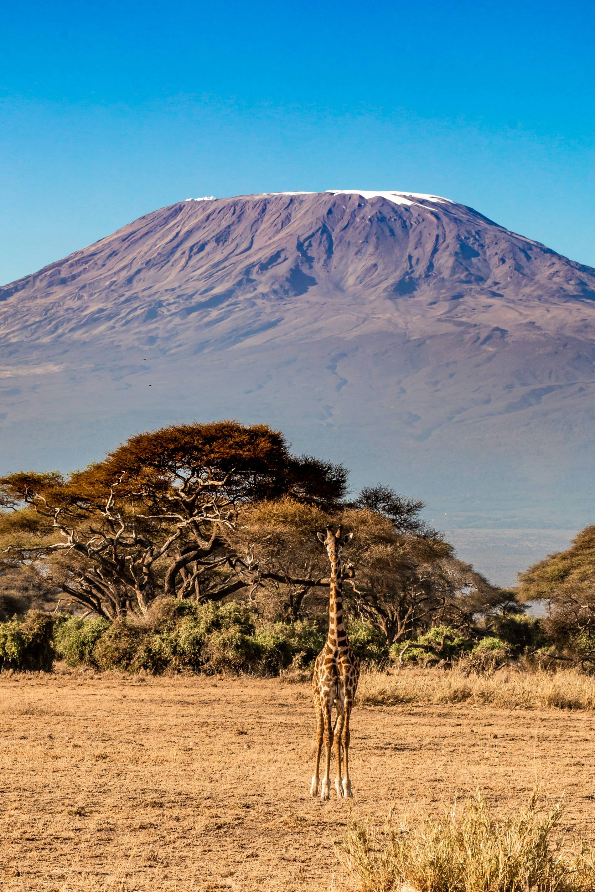 Kilimanjaro in Africa: 1 Epic Best Route Kilimanjaro in Africa - EAST