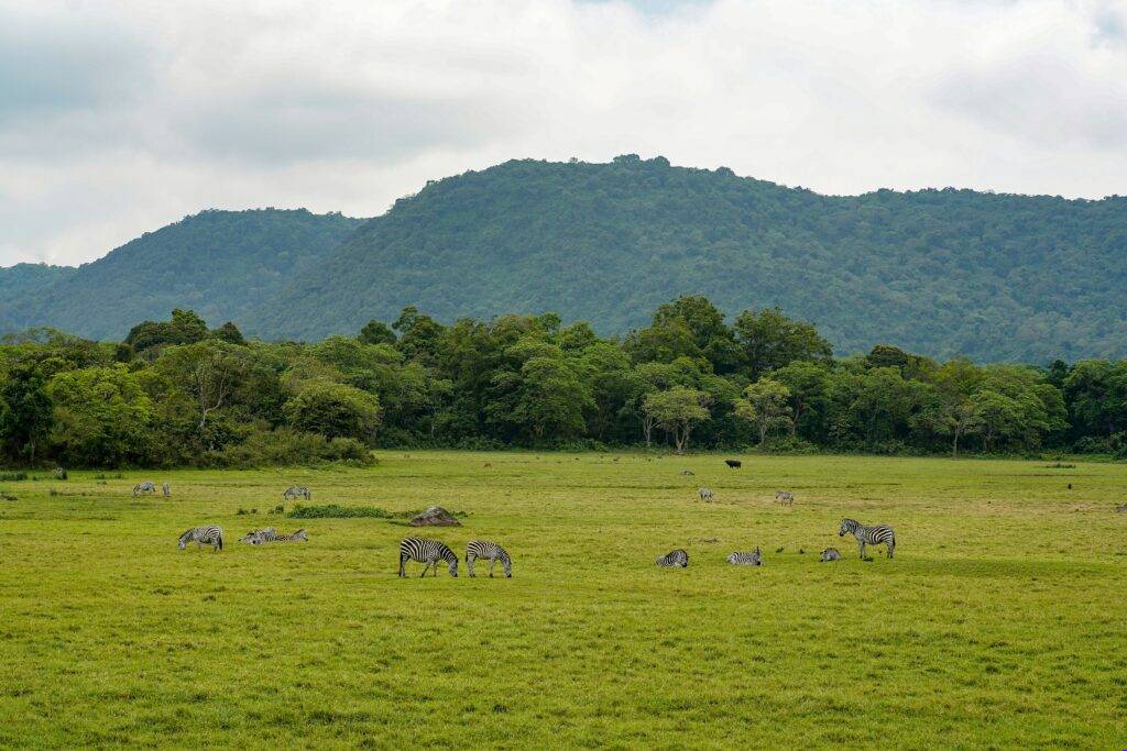 Arusha Safari Experience Arusha Safari Experience - EAST Arusha Safari Experience Arusha Safari Experience - EAST