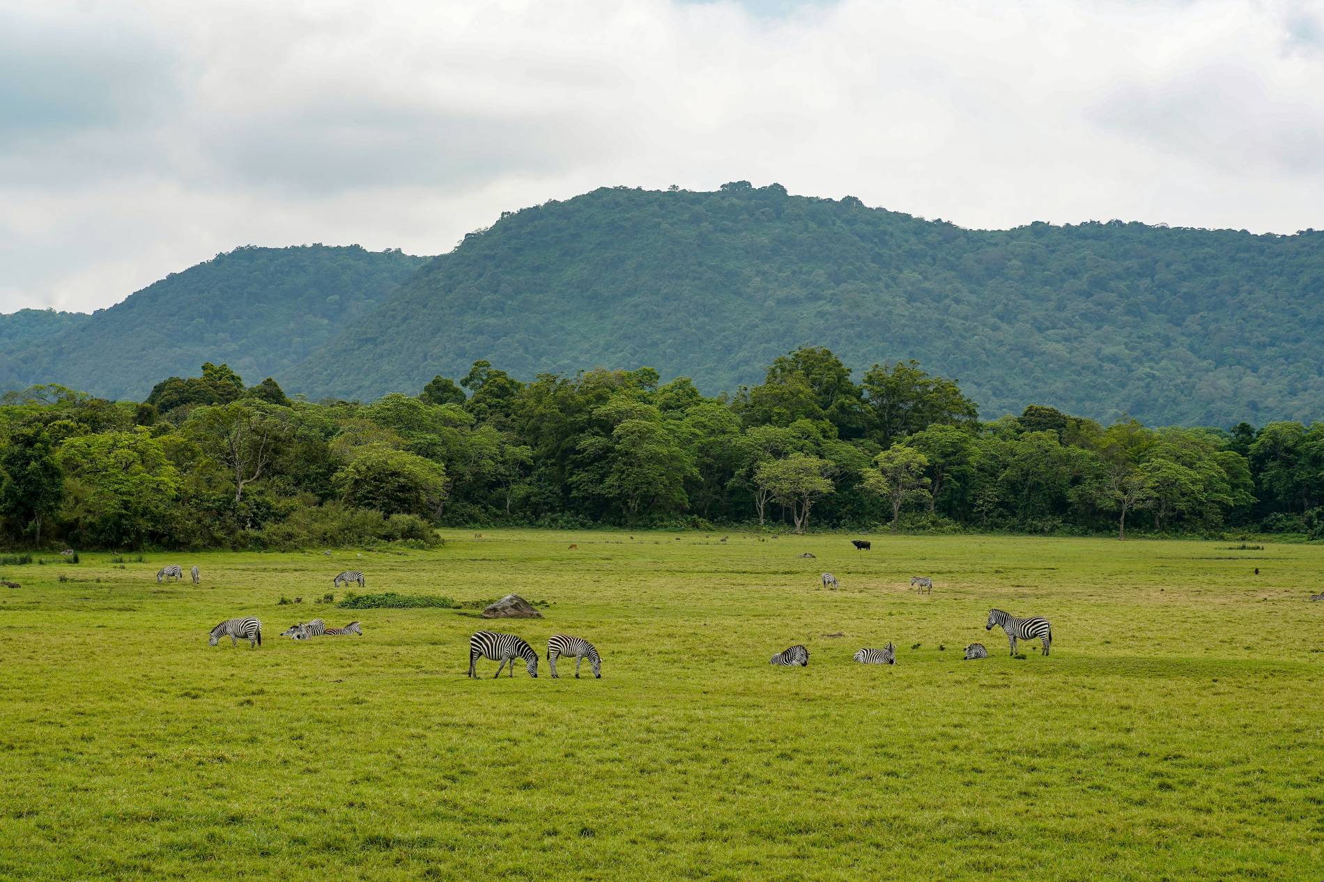Arusha Safari Experience Arusha Safari Experience - EAST Arusha Safari Experience Arusha Safari Experience - EAST