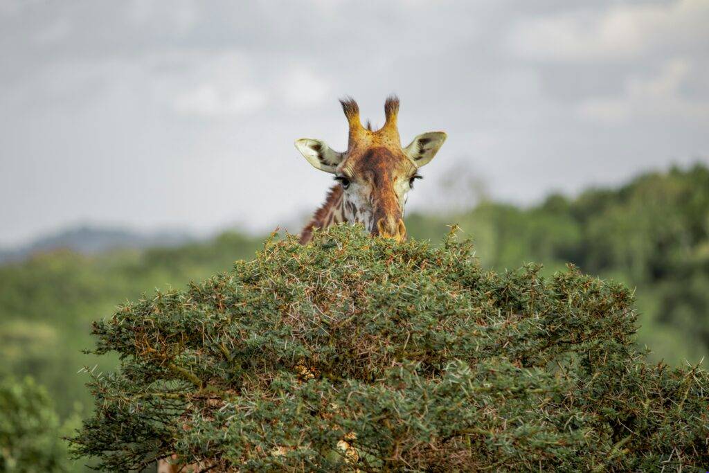 Arusha Safari Experience Arusha Safari Experience - EAST Arusha Safari Experience Arusha Safari Experience - EAST