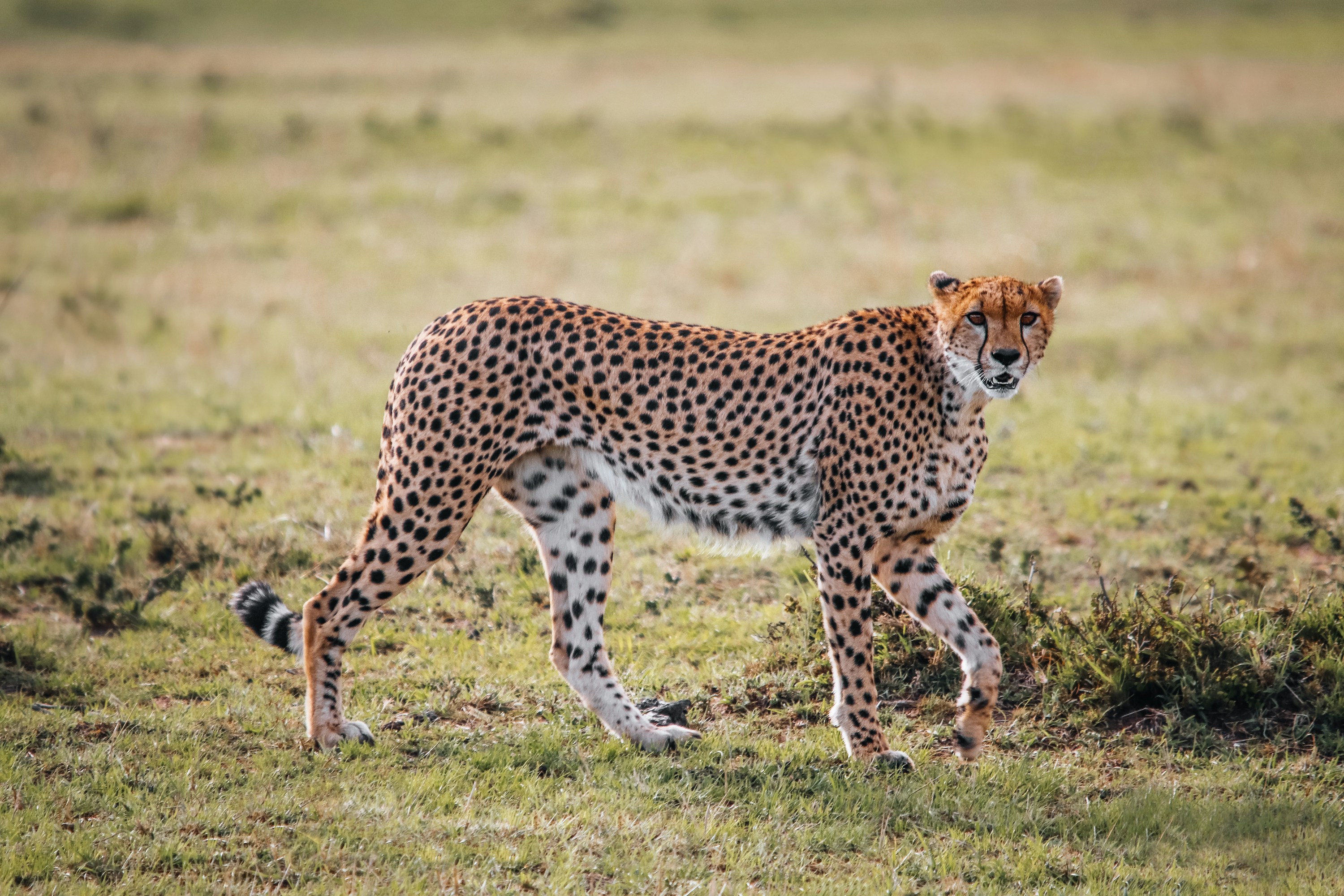 Ngorongoro Crater Safari  - EAST