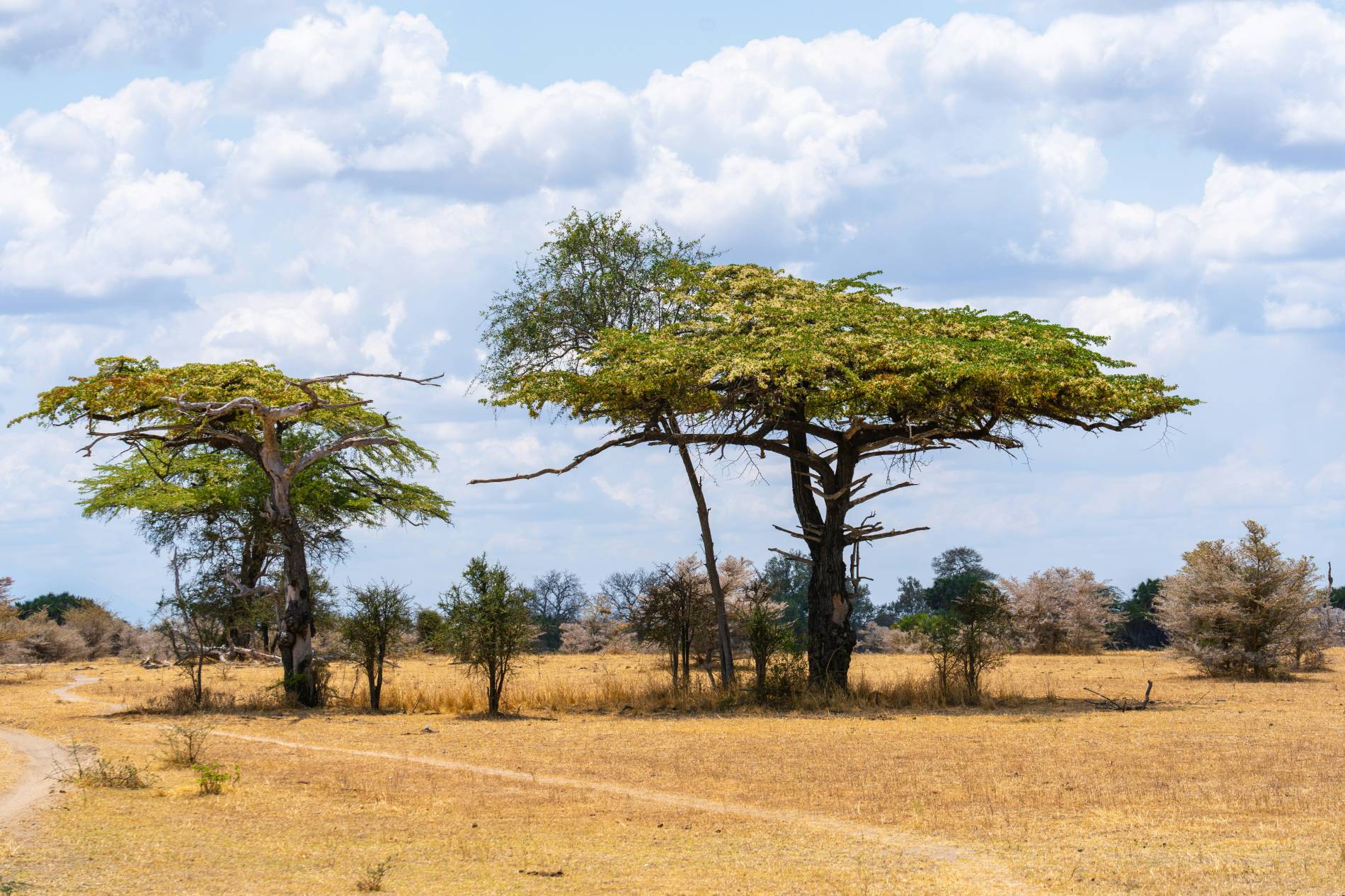 Travel to East Africa: 5 Powerful Safari Tips - EAST Travel to East Africa: 5 Powerful Safari Tips - EAST