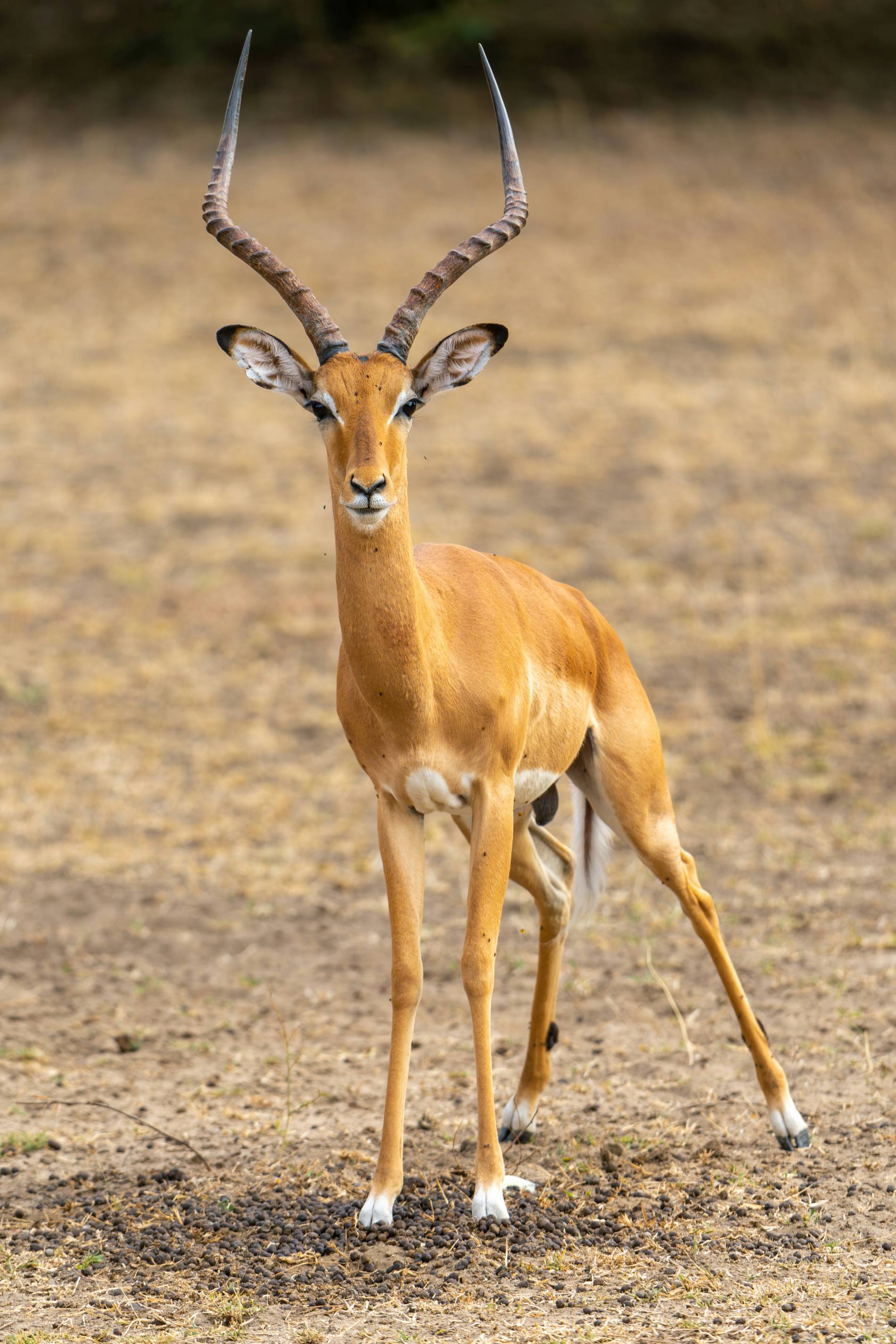 Travel to East Africa: 5 Powerful Safari Tips - EAST Travel to East Africa: 5 Powerful Safari Tips - EAST