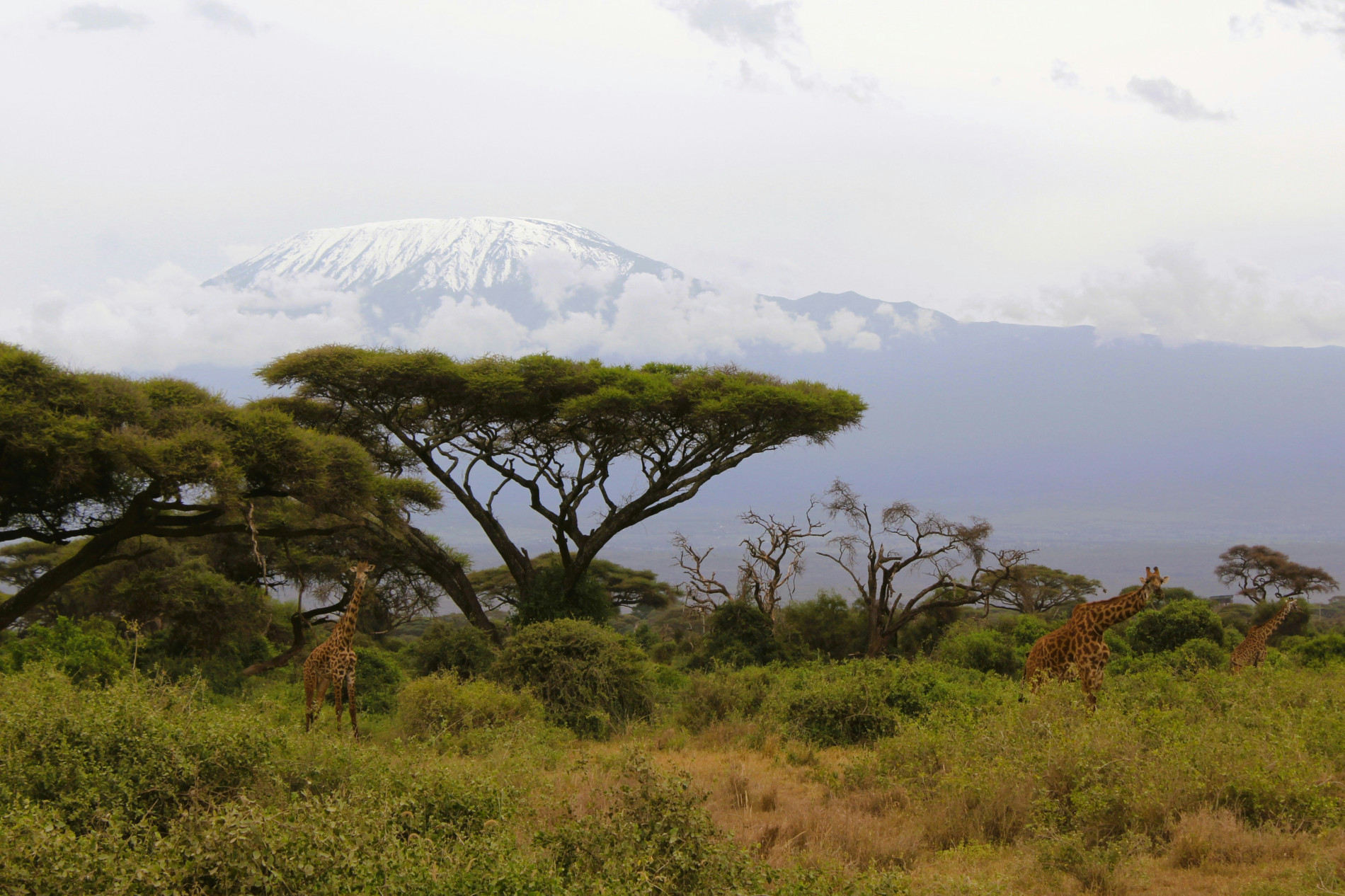 Africa Mount Kilimanjaro Adventures Africa Mount Kilimanjaro Adventures - EAST Africa Mount Kilimanjaro Adventures Africa Mount Kilimanjaro Adventures - EAST