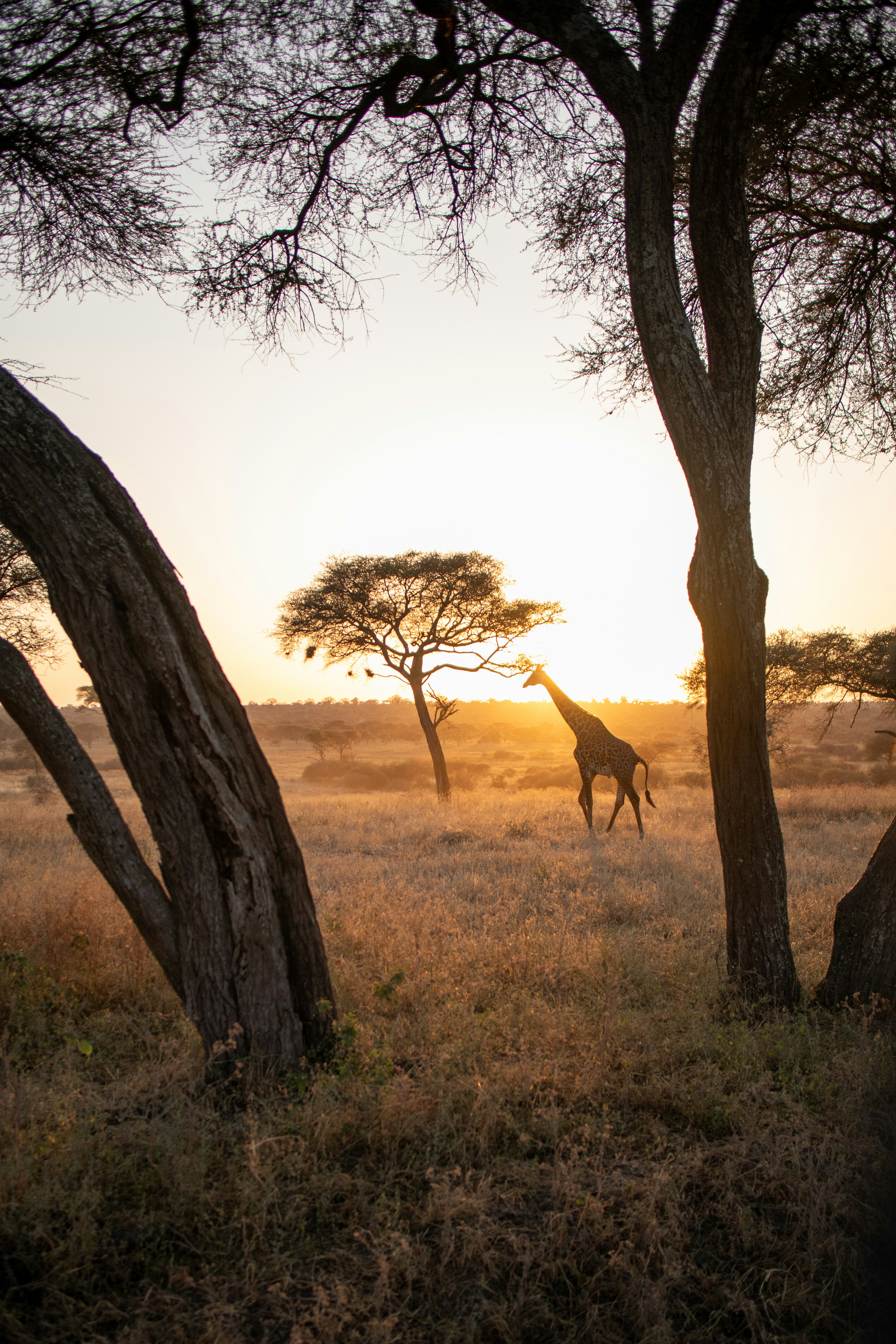 About Us: #1 Epic Tanzania Safari Tours About Us - EAST About Us: #1 Epic Tanzania Safari Tours About Us - EAST