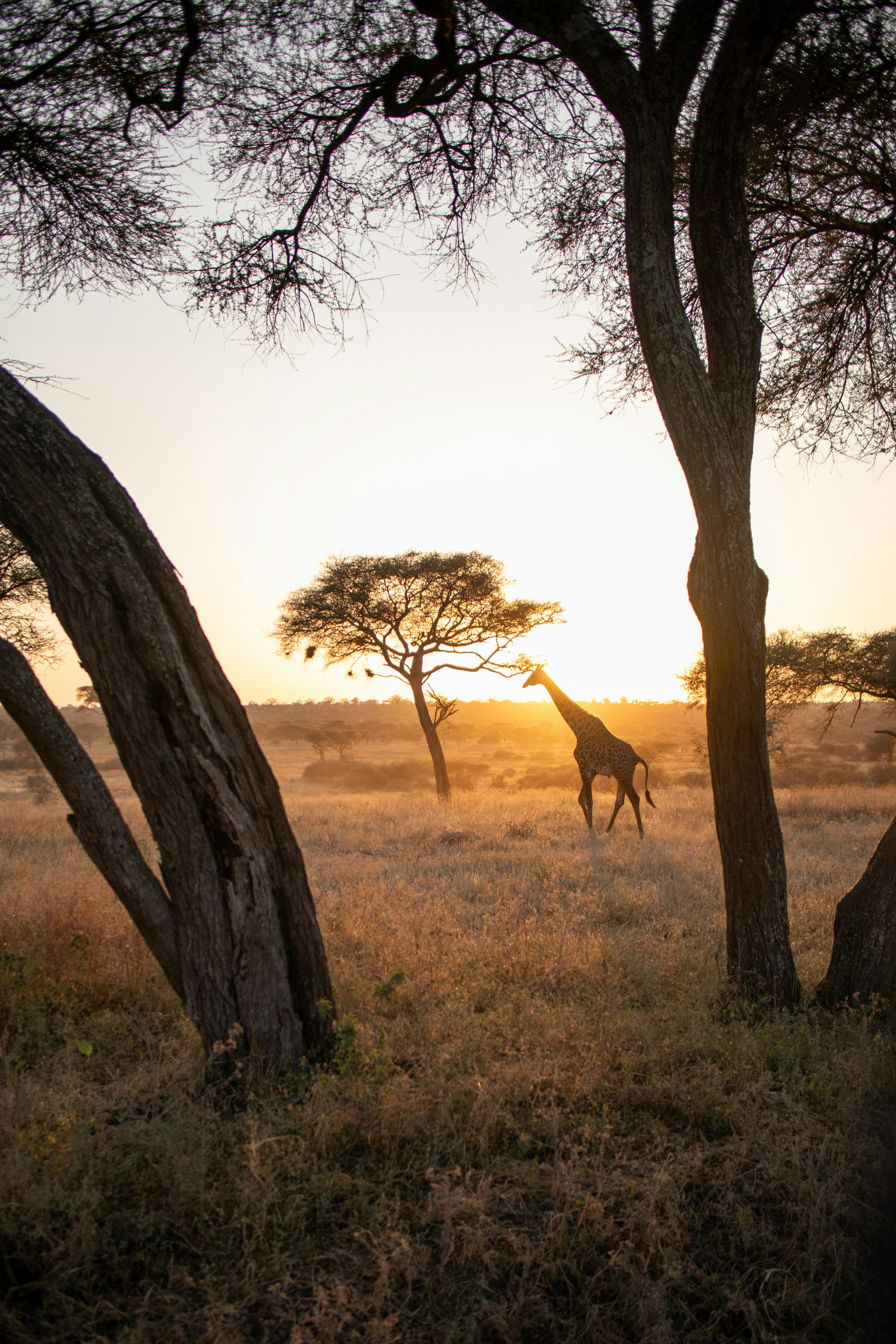 Best Time to Visit Tanzania  - EAST