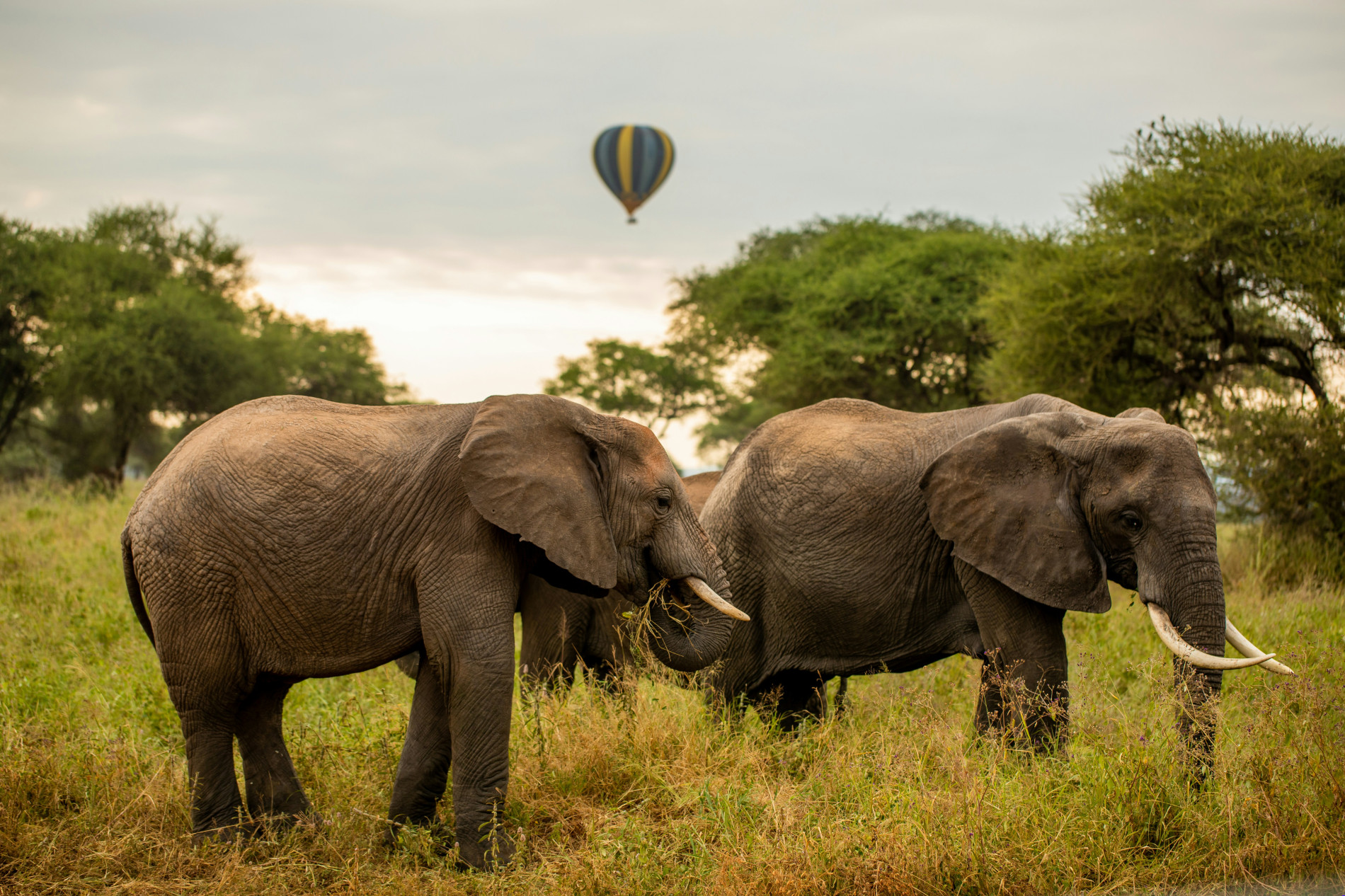 Tarangire Adventure - EAST Tarangire Adventure - EAST