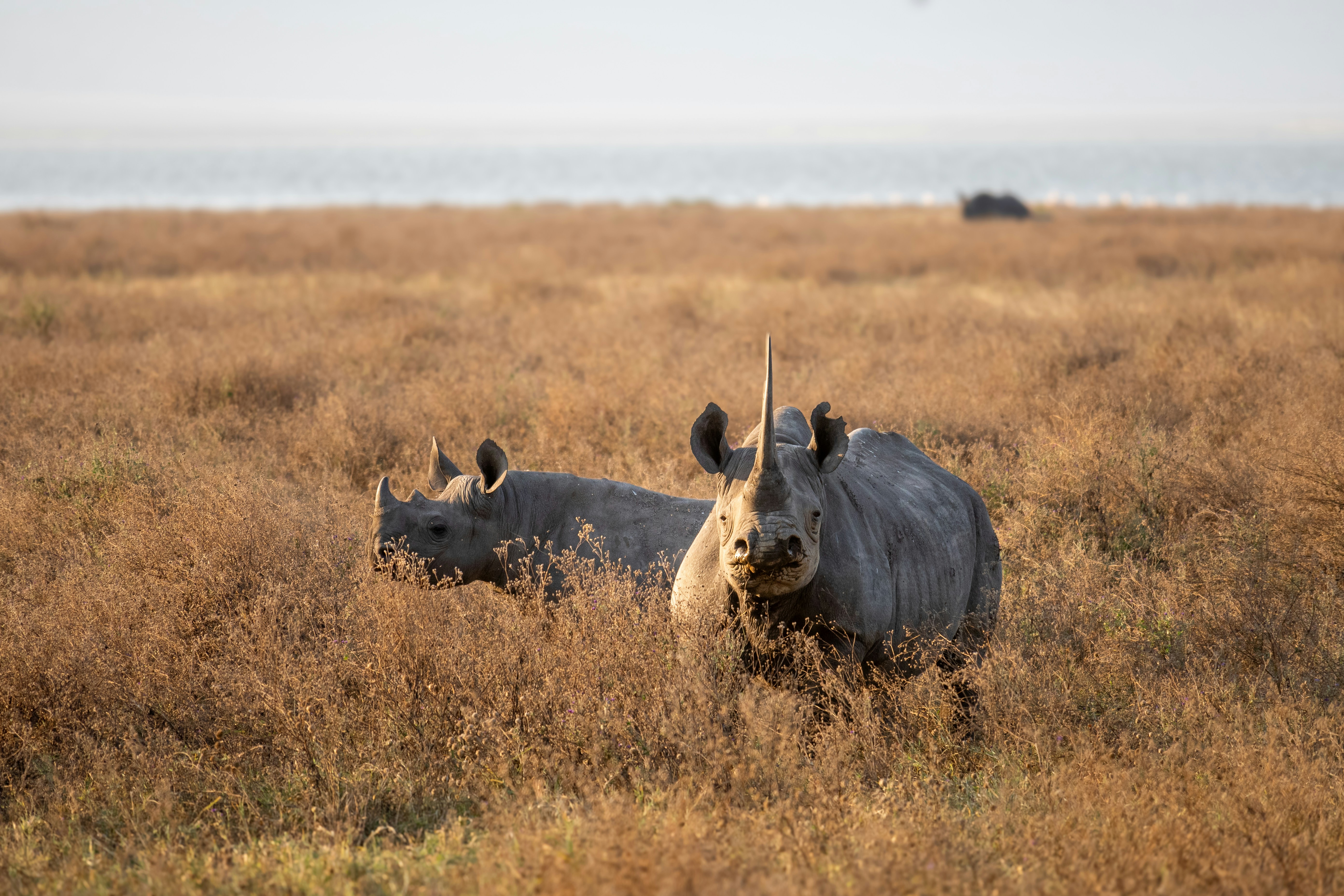 Ngorongoro Crater Safari  - EAST