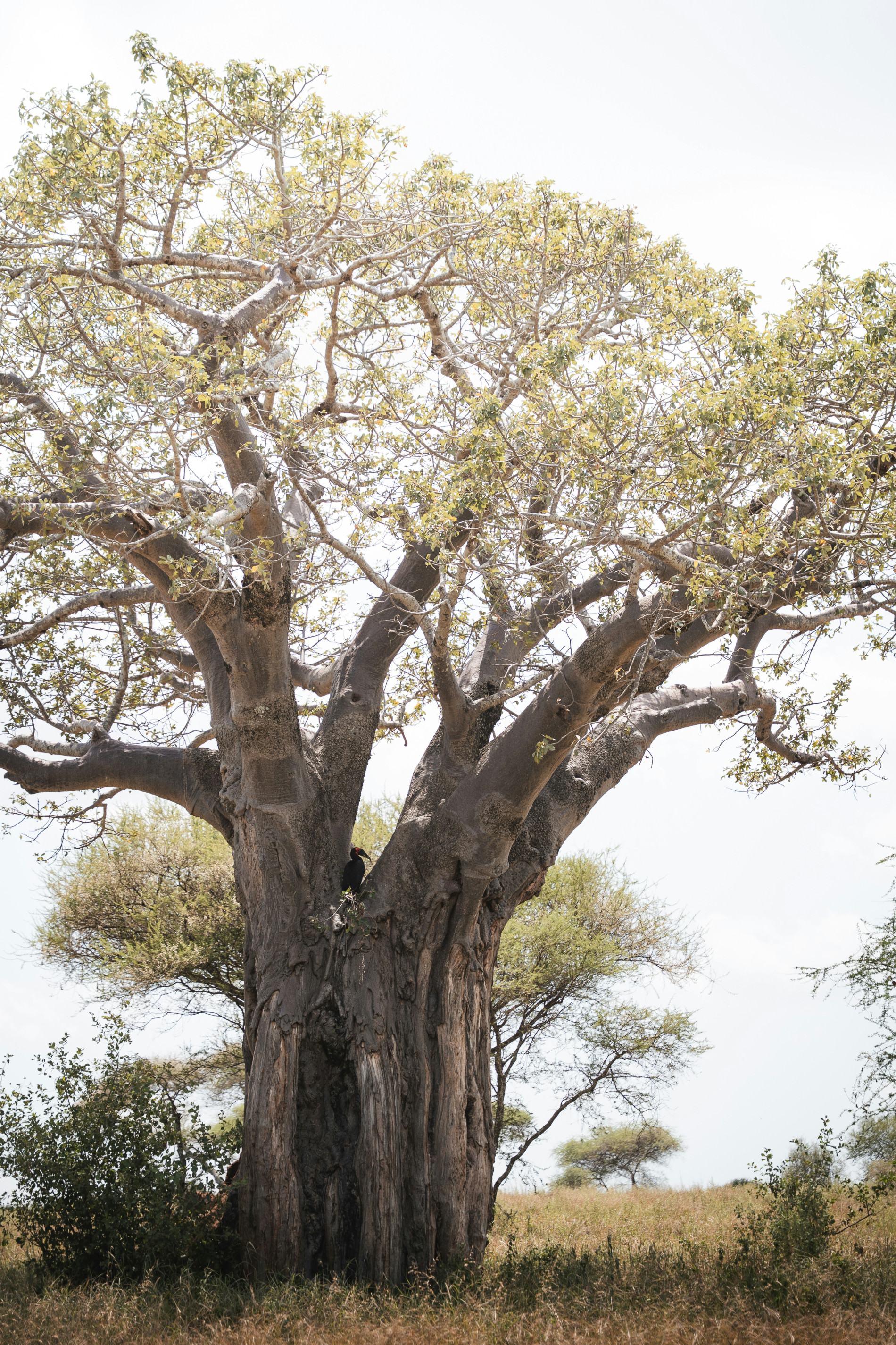Tarangire Adventure - EAST Tarangire Adventure - EAST