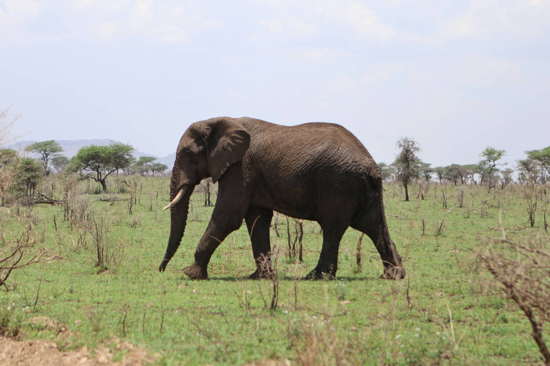 Arusha Safari Experience Arusha Safari Experience - EAST Arusha Safari Experience Arusha Safari Experience - EAST