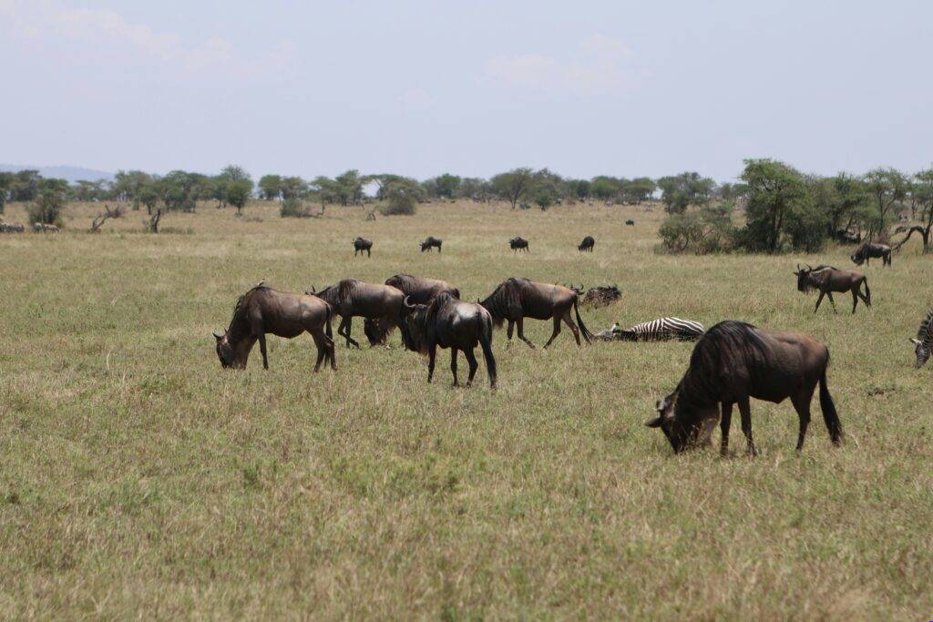 Arusha Safari Experience Arusha Safari Experience - EAST Arusha Safari Experience Arusha Safari Experience - EAST