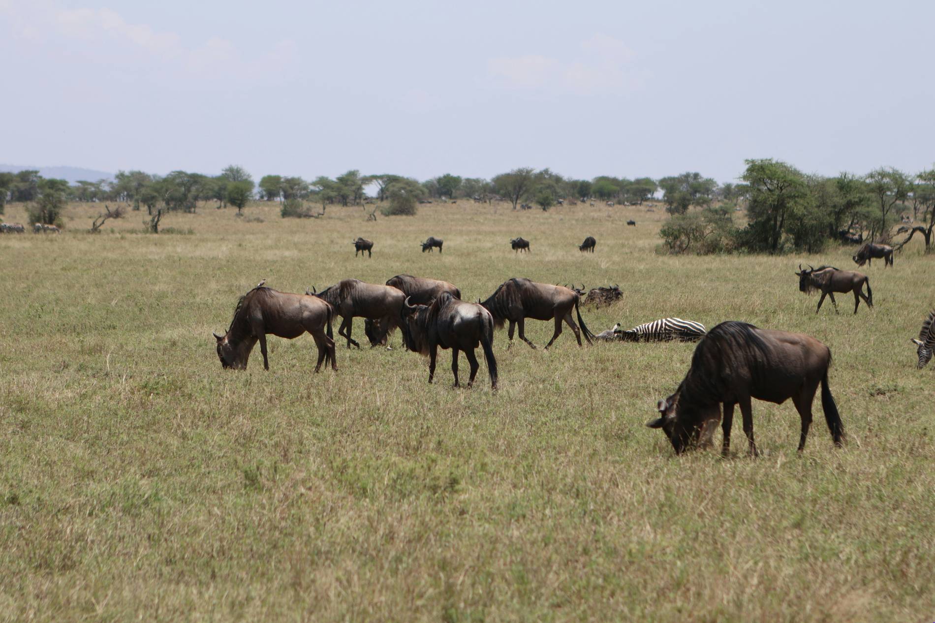 Arusha Safari Experience Arusha Safari Experience - EAST Arusha Safari Experience Arusha Safari Experience - EAST