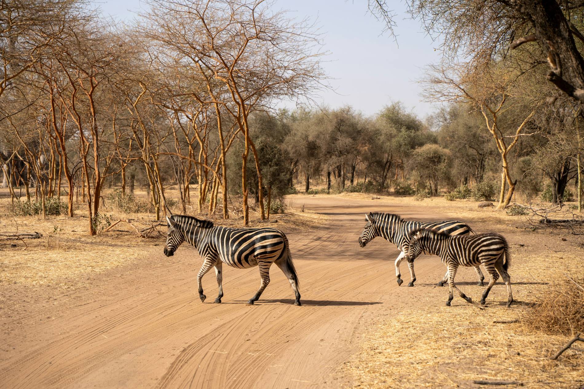 Walking Safari: 1 Epic Adventure - EAST Walking Safari: 1 Epic Adventure - EAST
