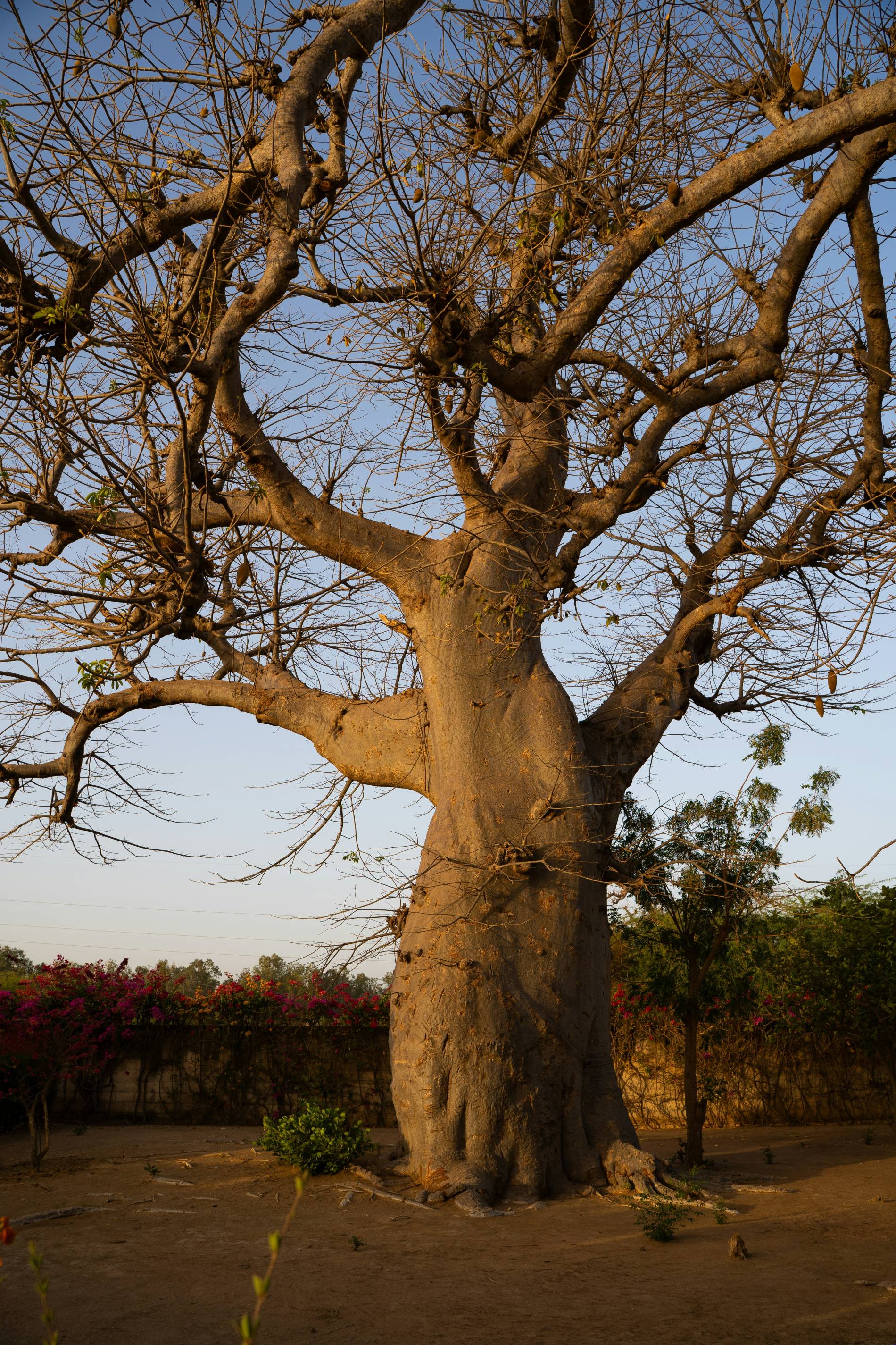 Tarangire Adventure - EAST Tarangire Adventure - EAST
