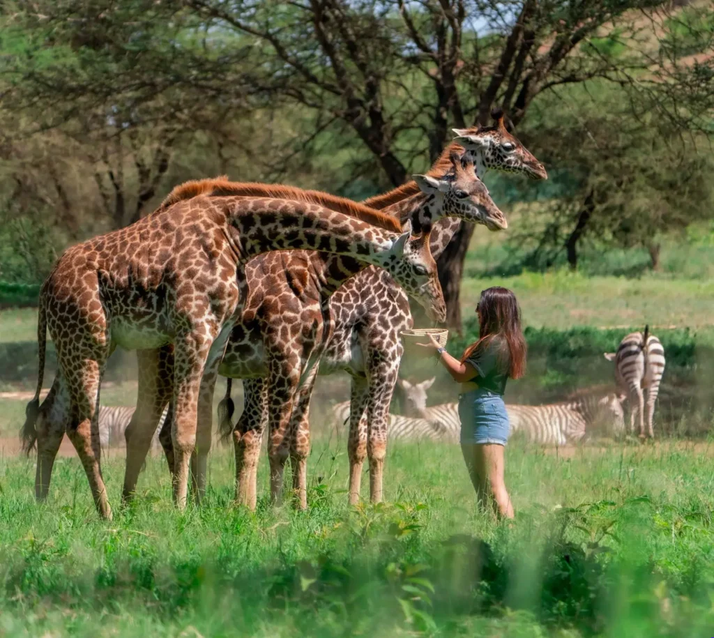 Servals: Top Wildlife Adventures 1 Best Trip Servals - EAST Servals: Top Wildlife Adventures 1 Best Trip Servals - EAST